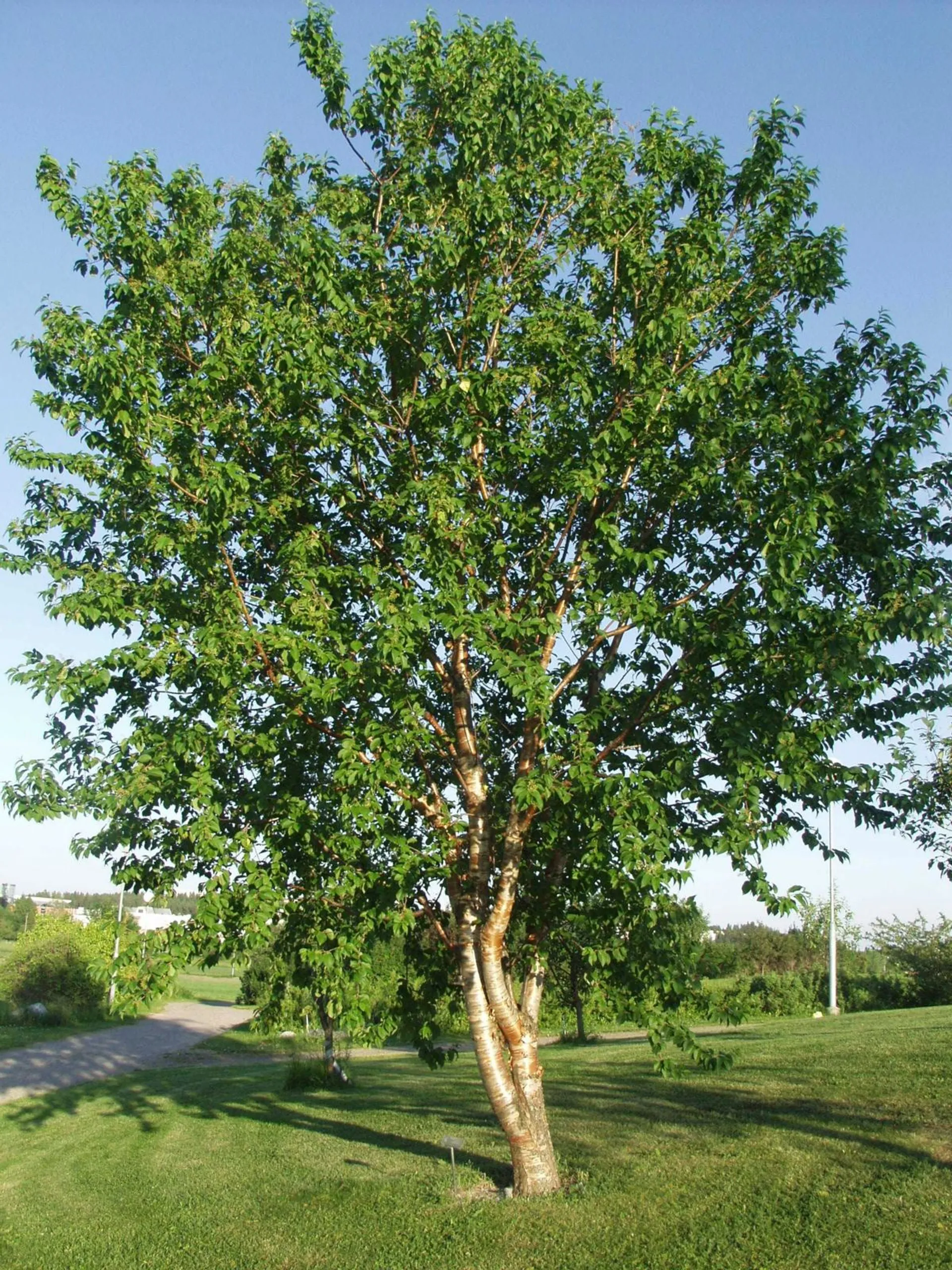 Tuohituomi 150-250 cm astiataimi Prunus maackii