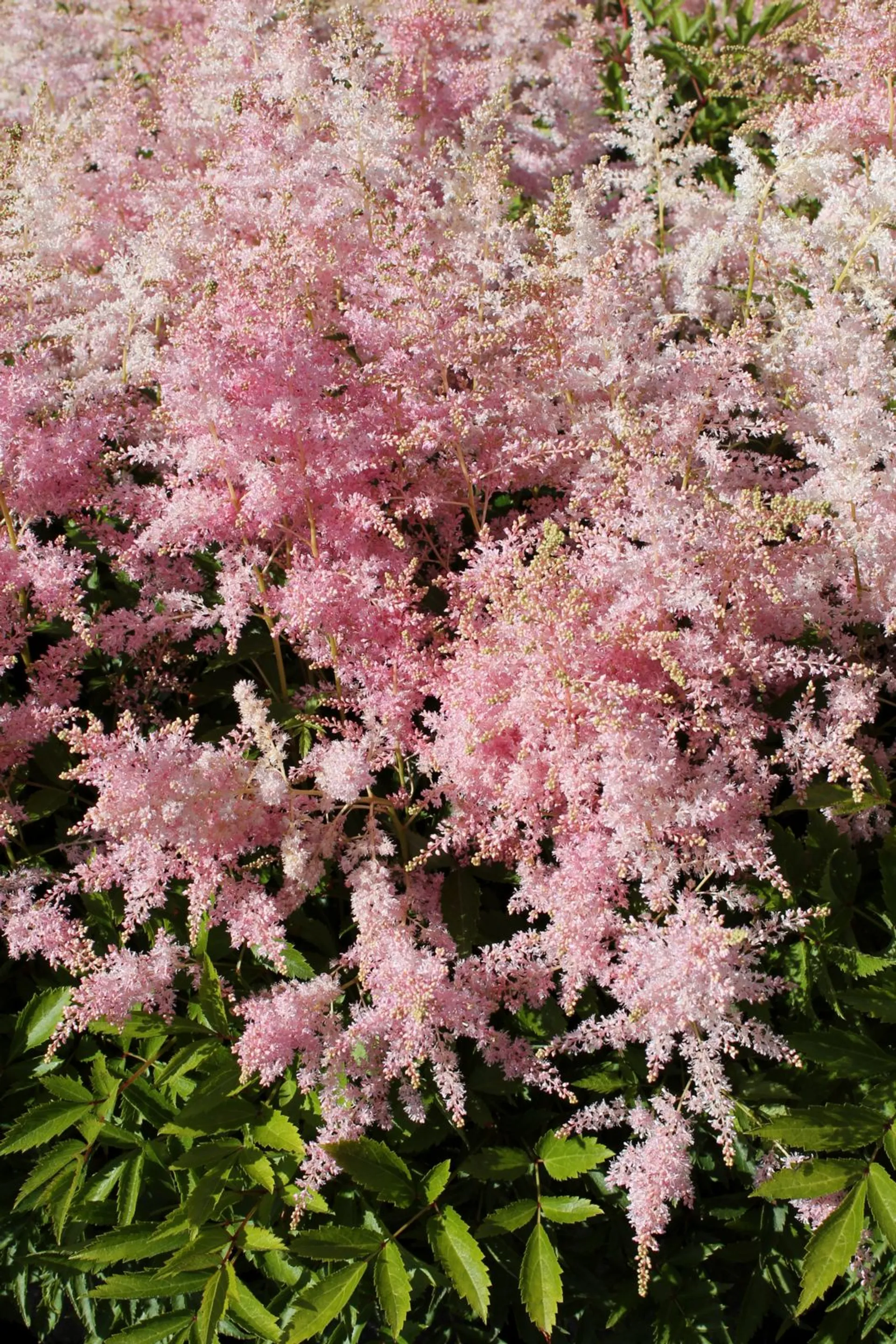 Jaloangervo 'Silvery Pink' Astilbe younique