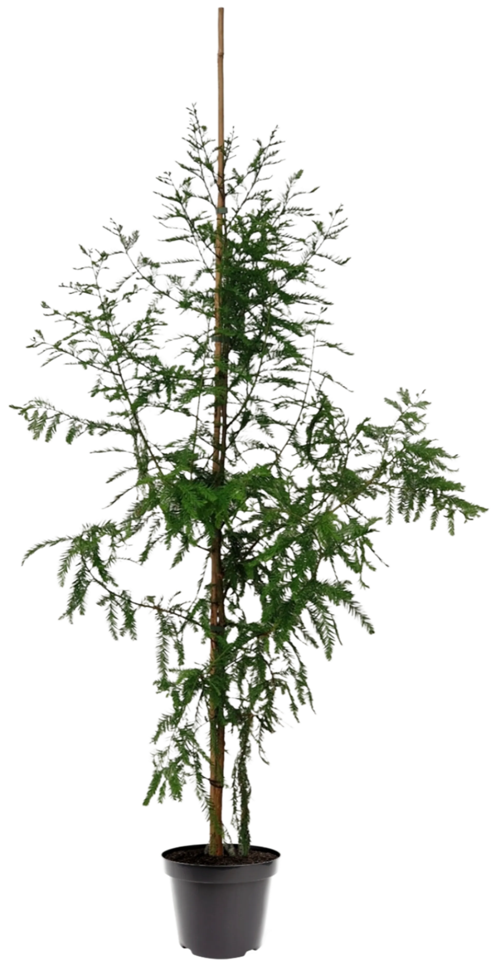 Floridan suosypressi 125-150 cm astiataimi 7,5 l ruukku Taxodium distichum