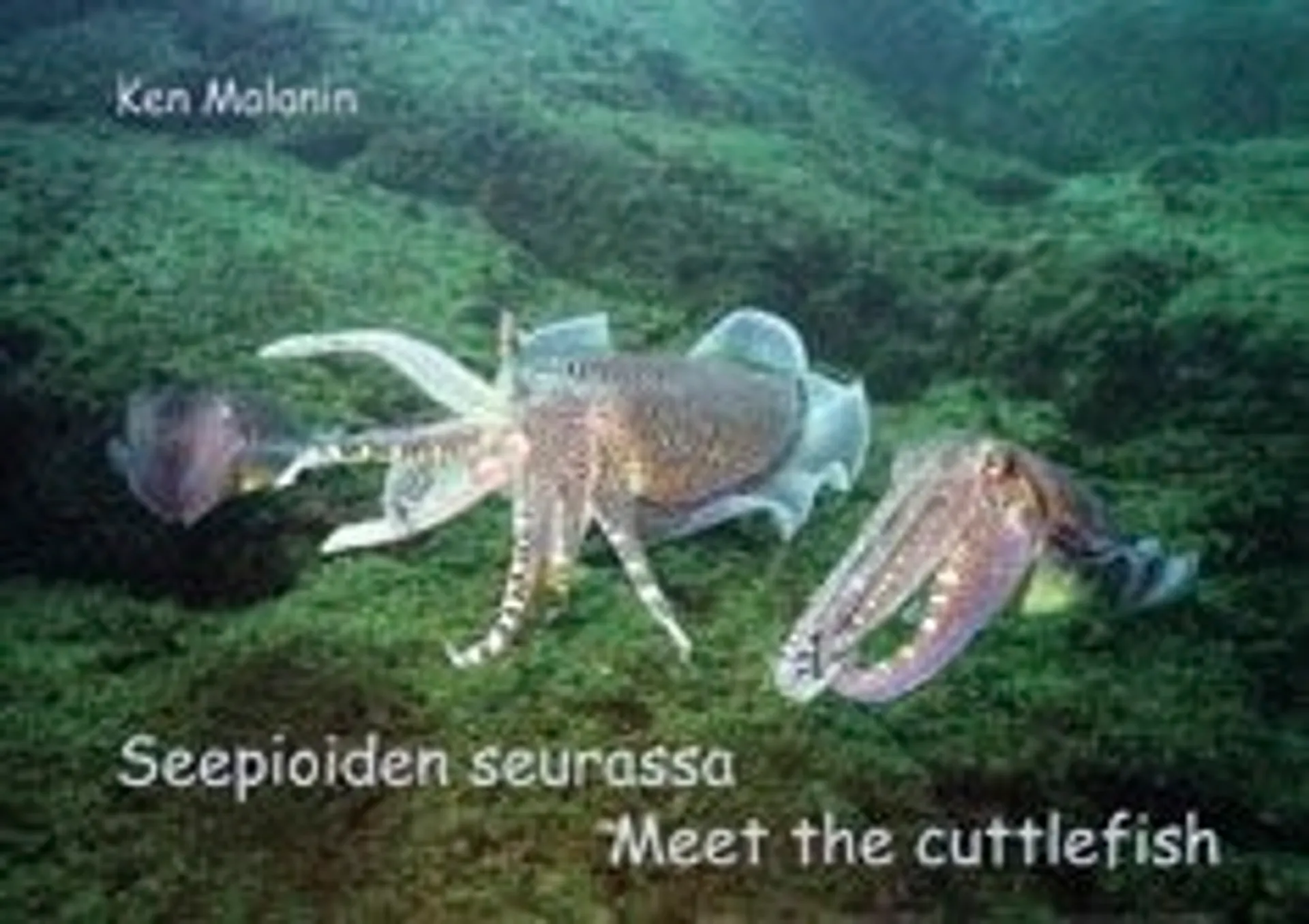 Malanin, Seepioiden seurasssa