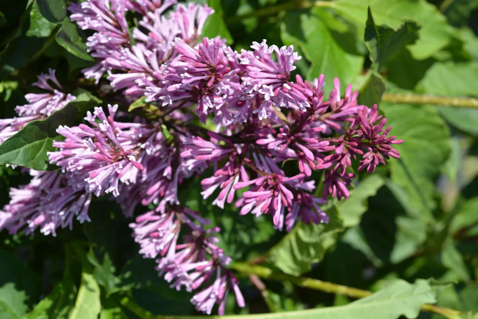 Kaarisyreeni 'Veera' rungollinen, Syringa x josiflexa 'Veera'