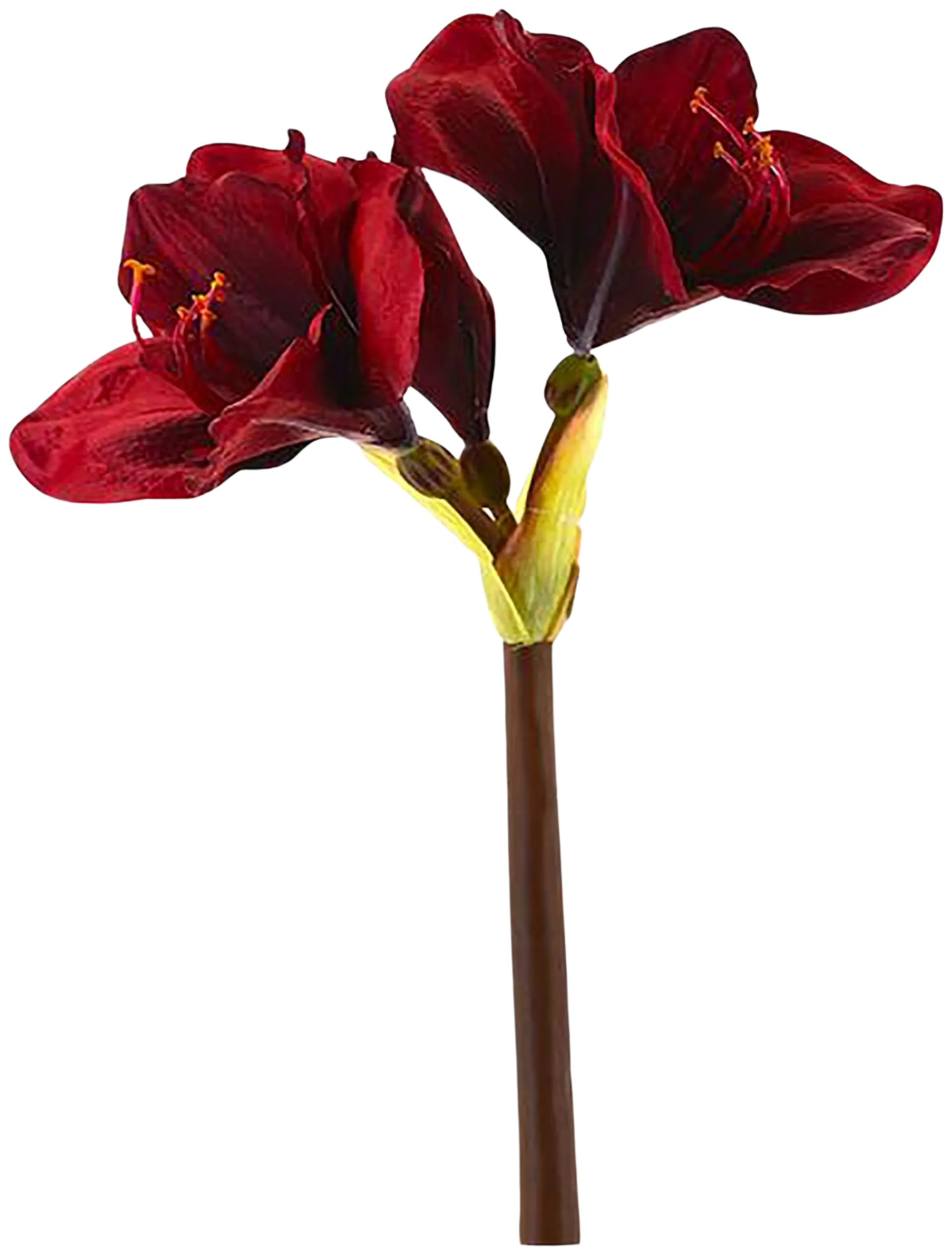 AmandaB amaryllis punainen 50 cm