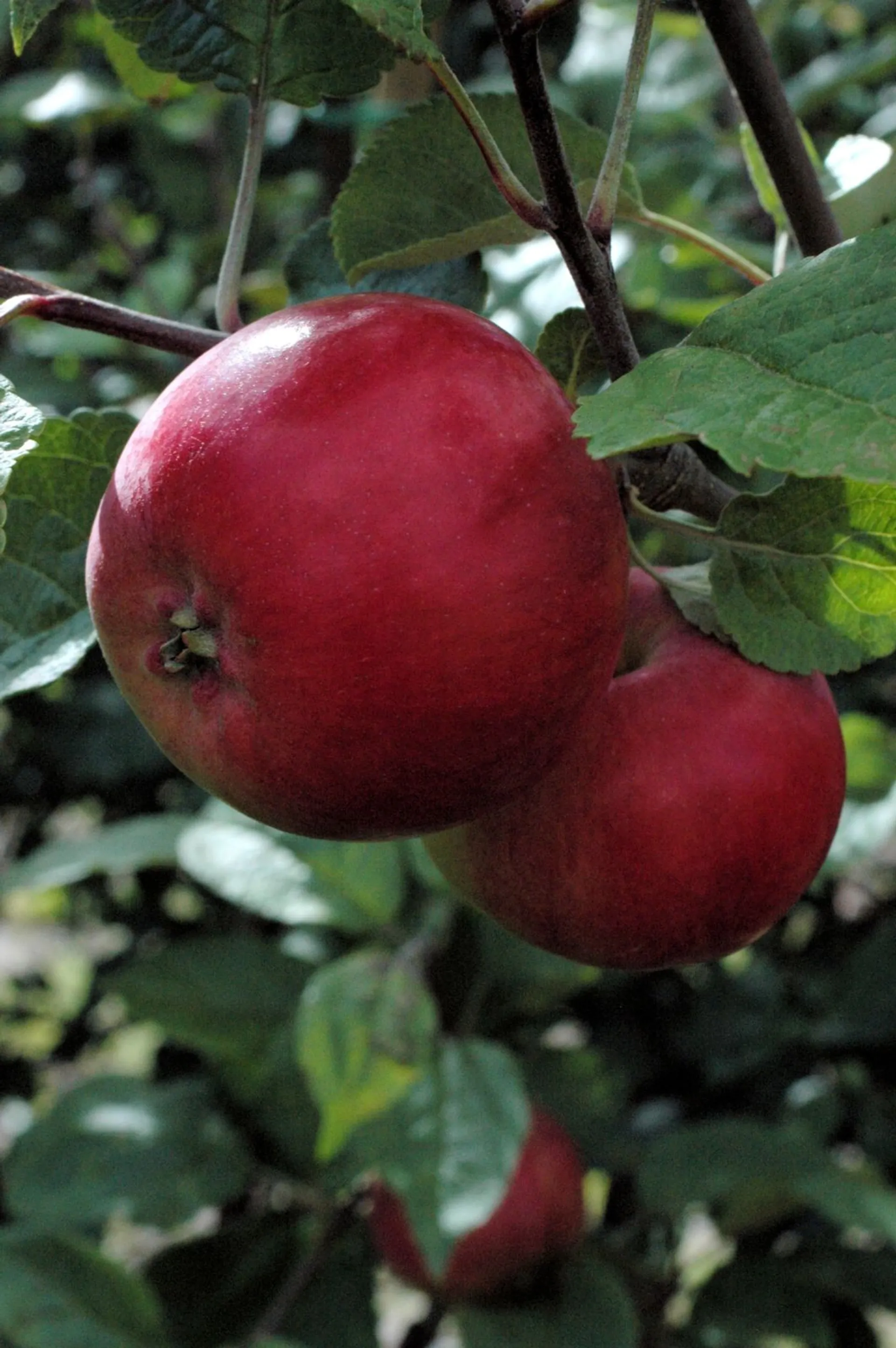 Omenapuu 'Punakaneli' hillittykasvuinen 7,5 l astiataimi Malus domestica 'Punakaneli'