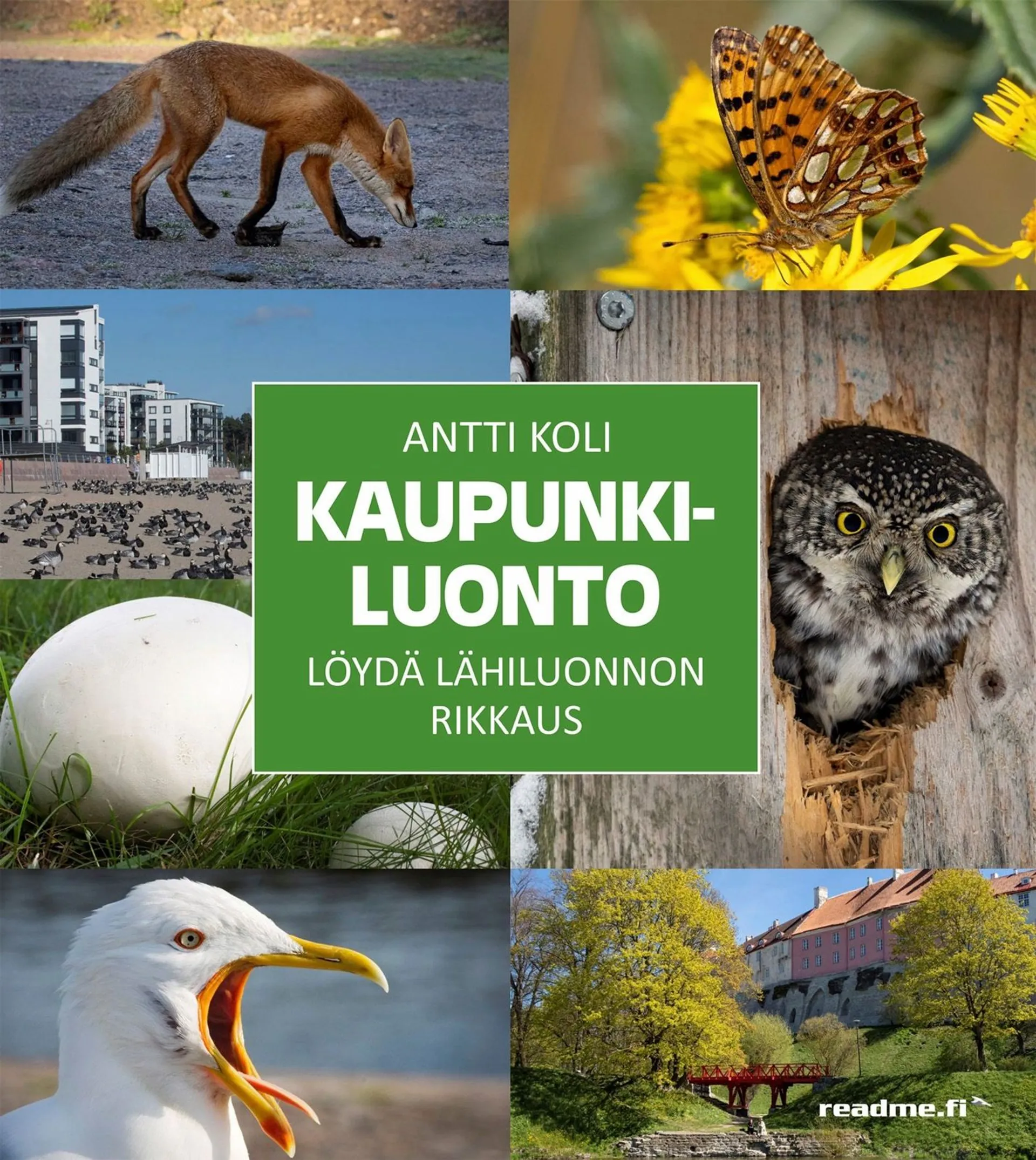 Koli, Kaupunkiluonto - Löydä lähiluonnon rikkaus