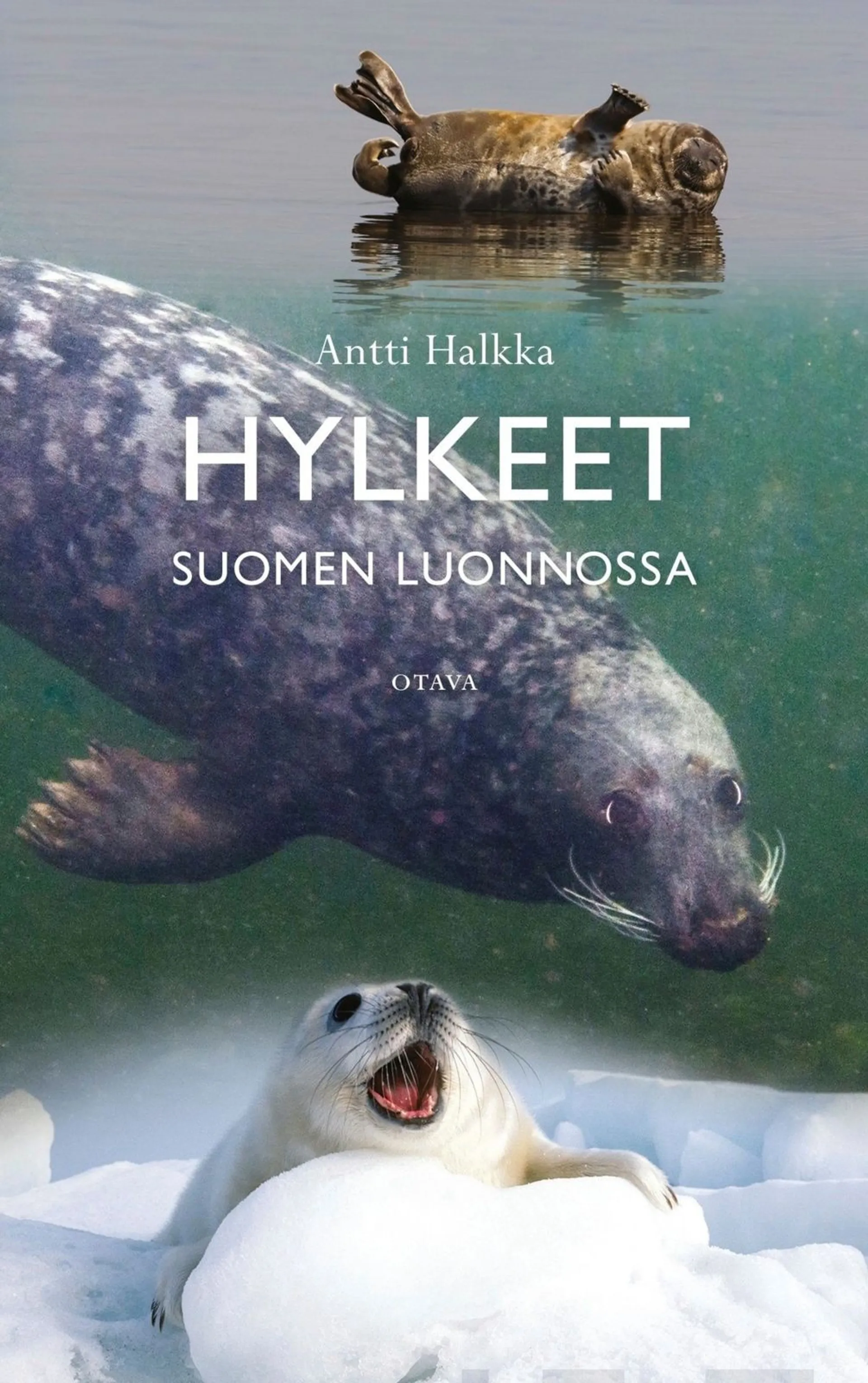 Halkka, Hylkeet Suomen luonnossa