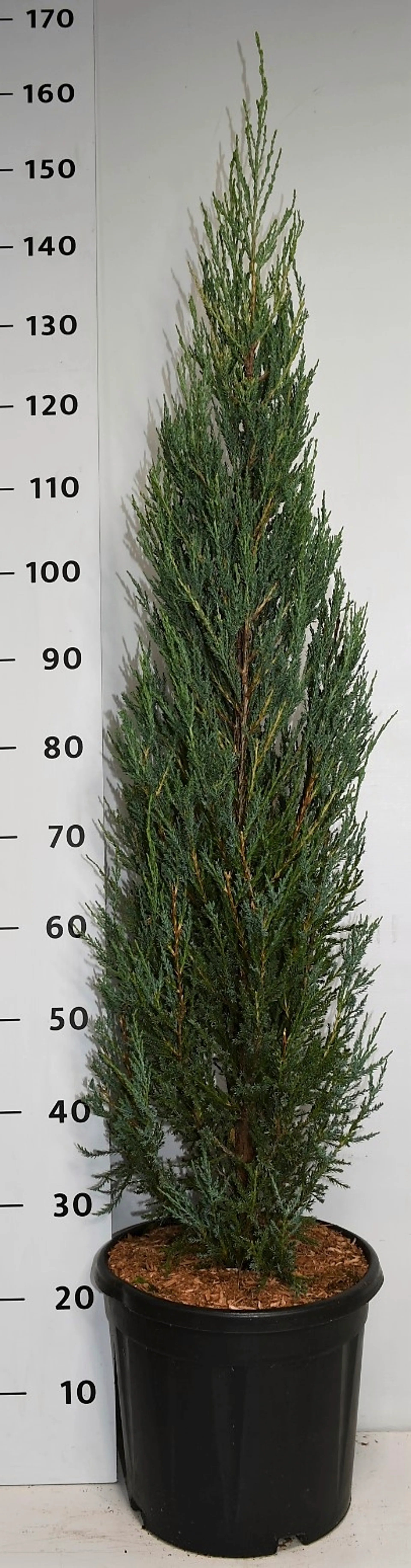 Kalliovuortenkataja 'Blue Arrow' 100-125 cm astiataimi 18 l ruukku Juniperus scopularium 'Blue Arrow'