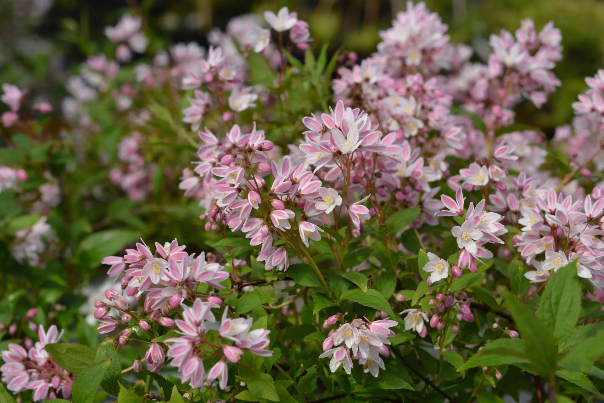 Nietospensas 'Yuki Cherry Blossom', At 3L