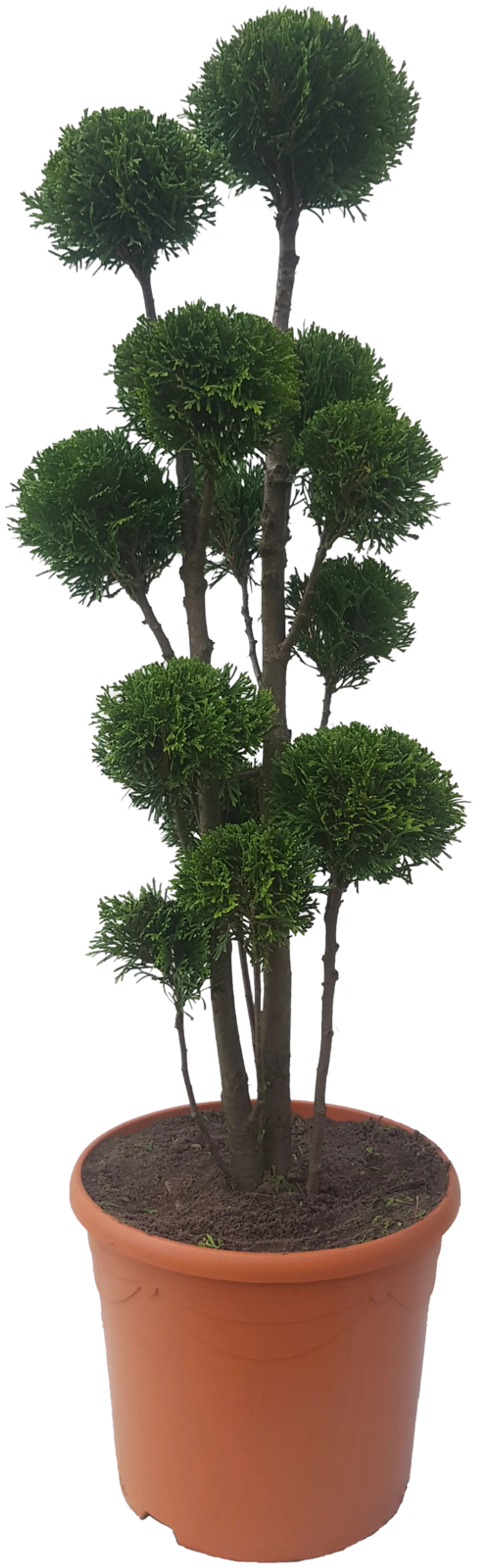 Timanttituija ponpon 80-100 cm ruukutettu 10 l ruukkuun Thuja occidentalis 'Smaragd'