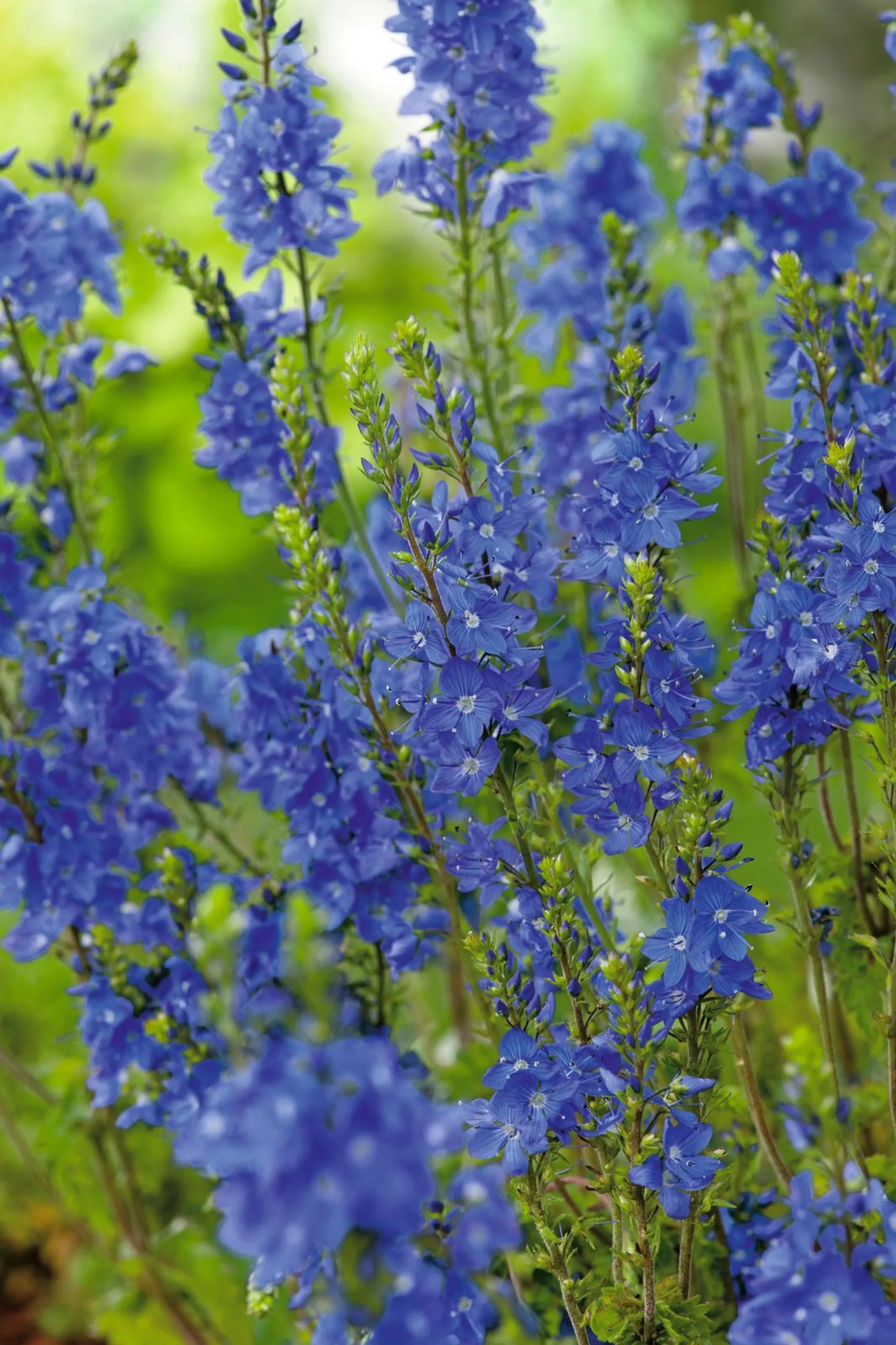 Loistotädyke 'Royal Blue' Veronica austriaca spp. Teucrium