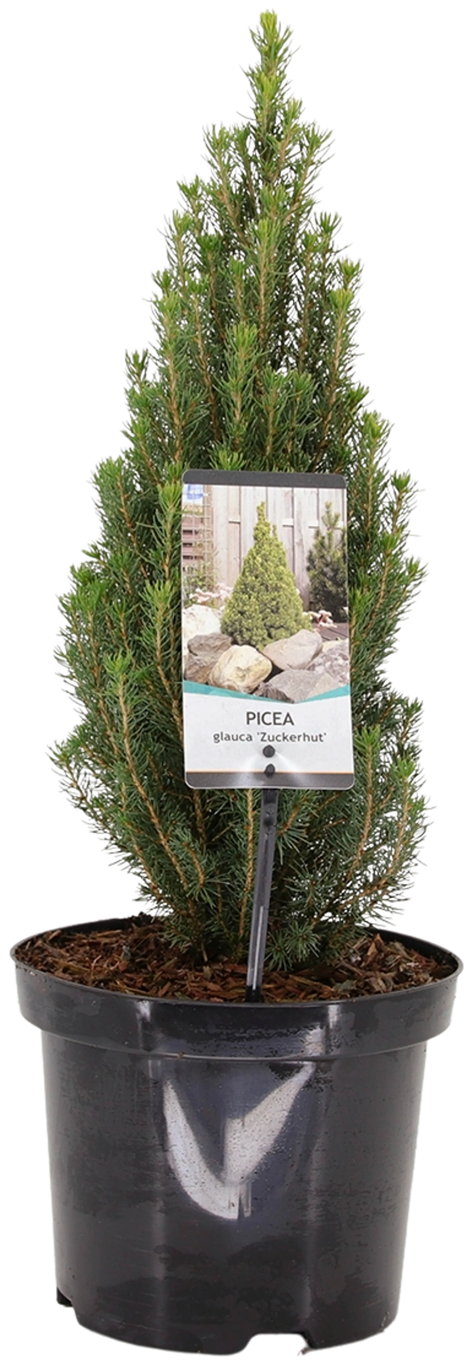 Kartiovalkokuusi 'Zuckerhut' 25-30 cm astiataimi 3 l ruukku Picea glauca 'Zuckerhut'