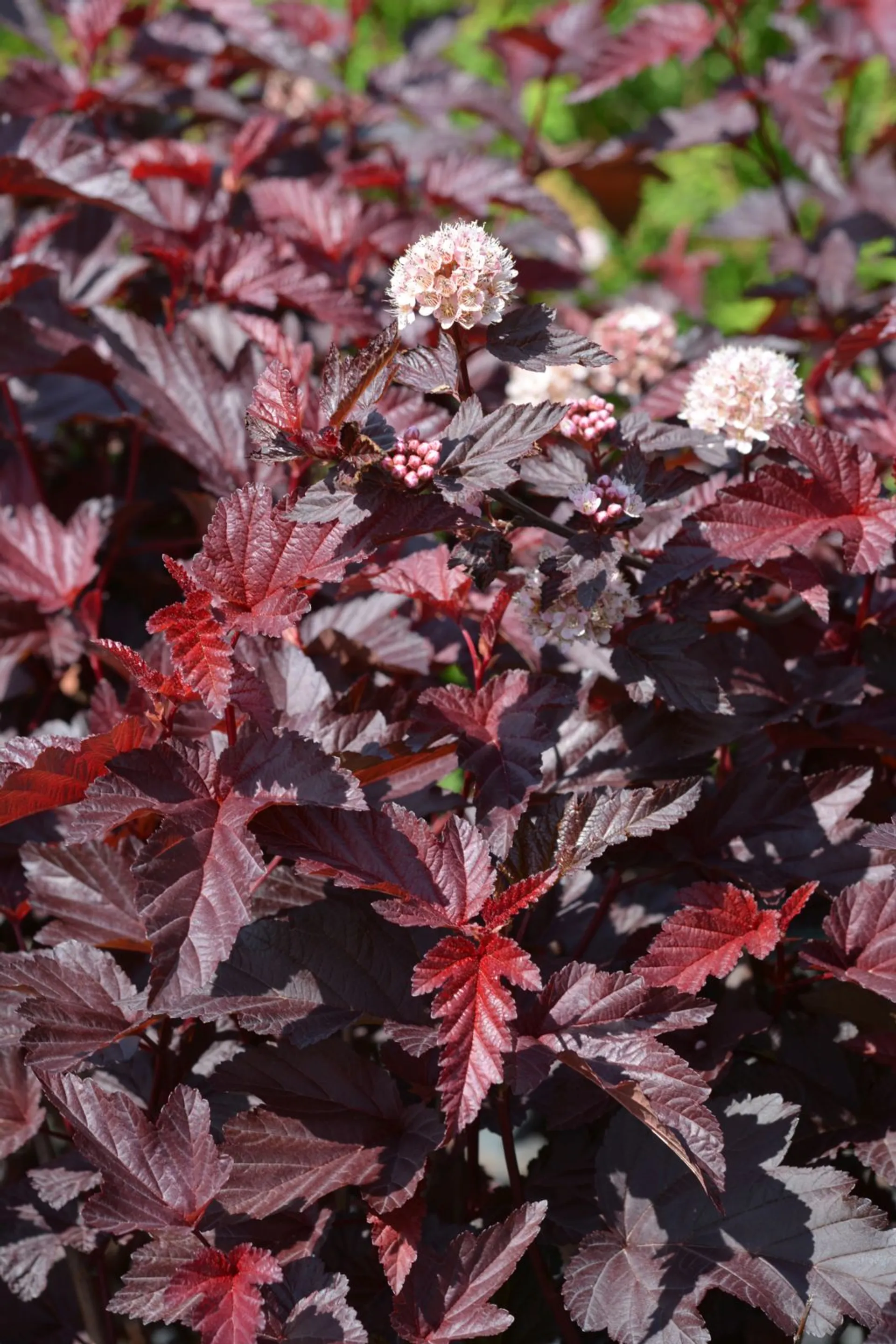 Purppuraheisiangervo 'Lady in Red' astiataimi 3l ruukussa