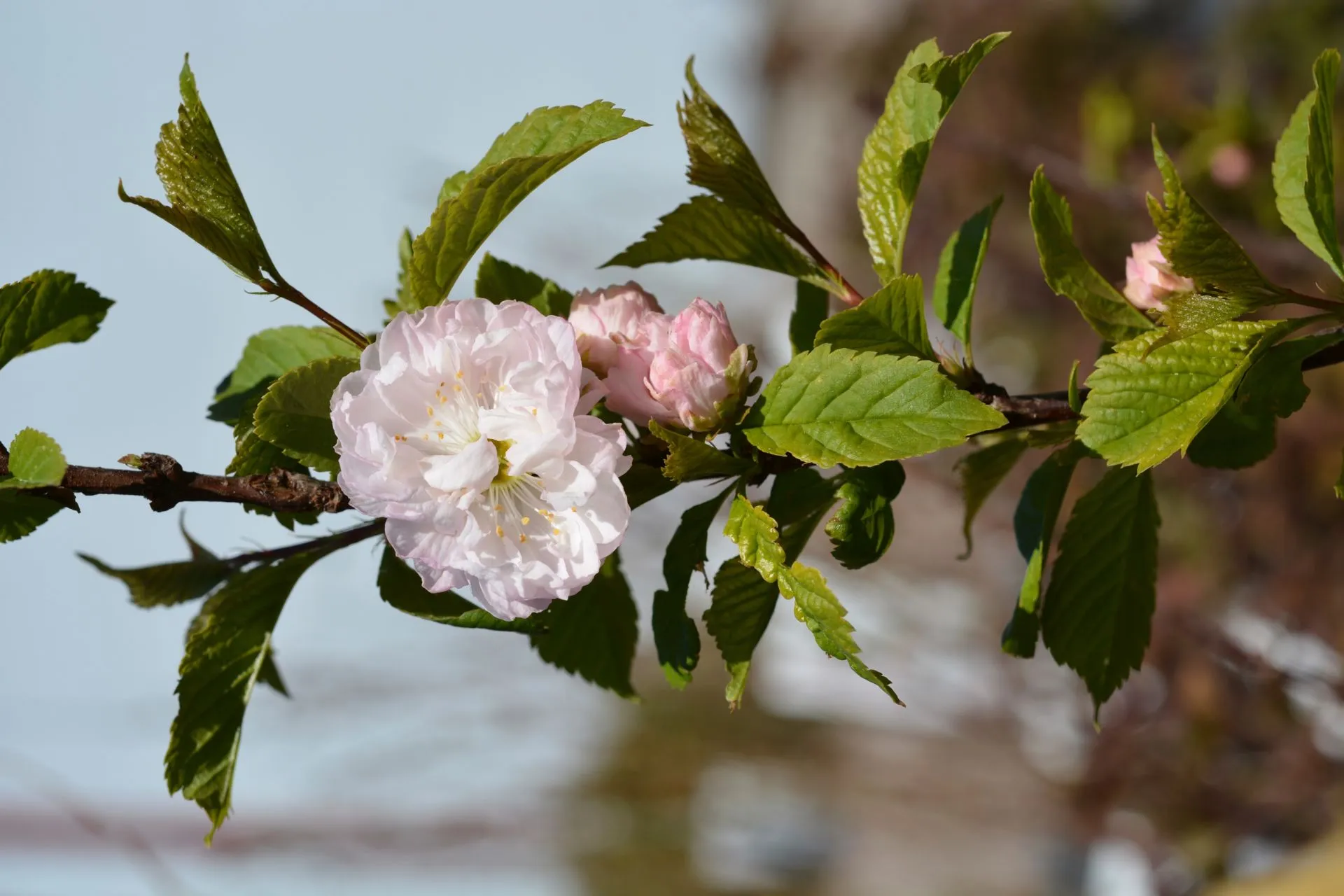Ruusumanteli 40-60 cm astiataimi Prunus triloba