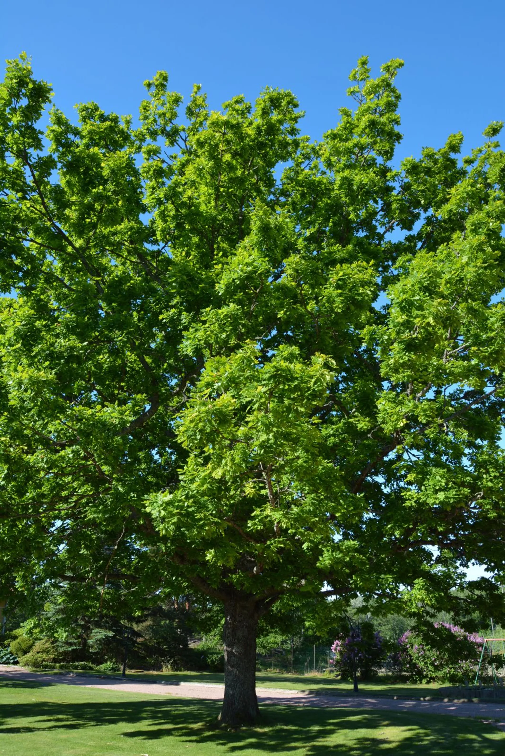 Tryffeli-tammi 80-100 cm astiataimi Quercus robur + Tuber