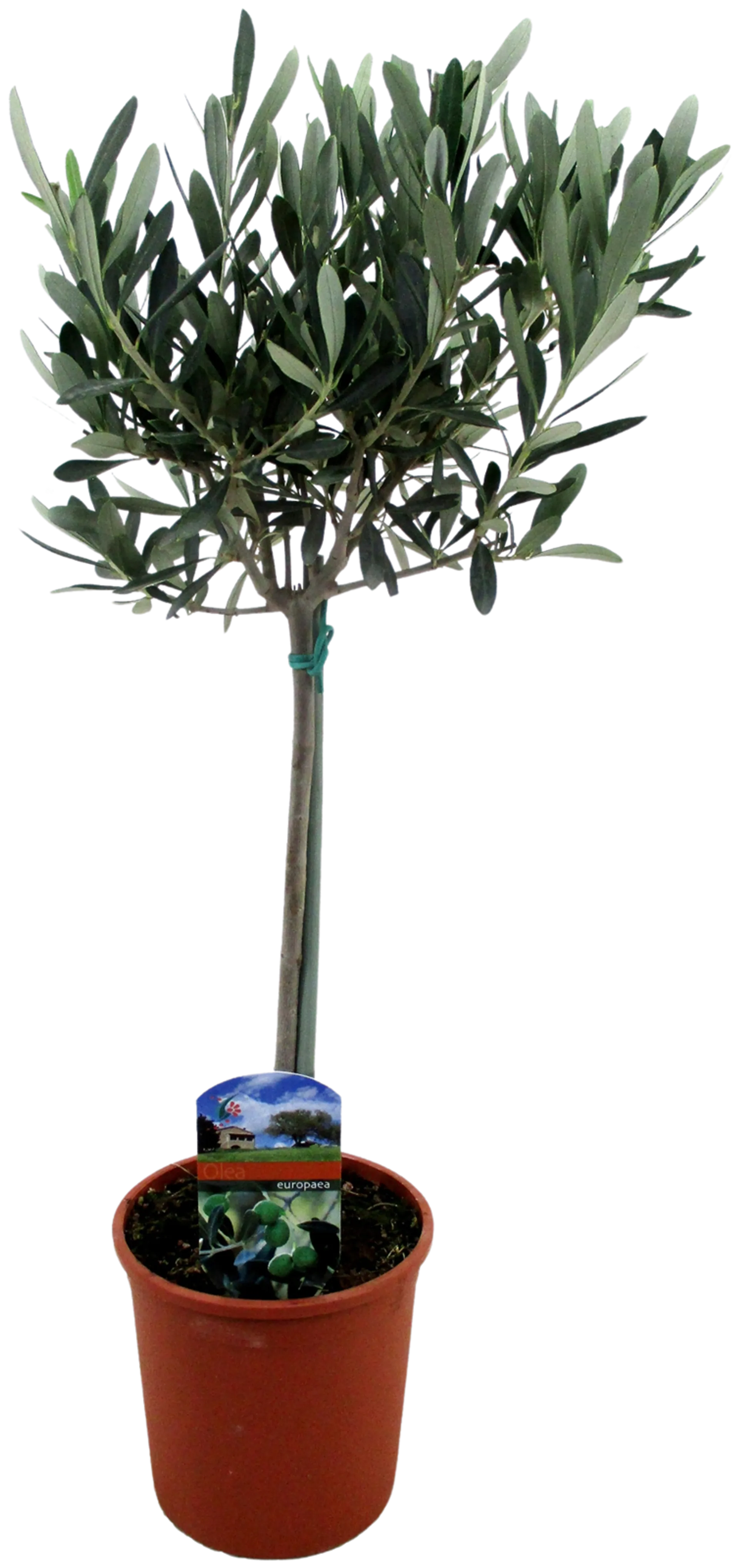Oliivi 14 cm