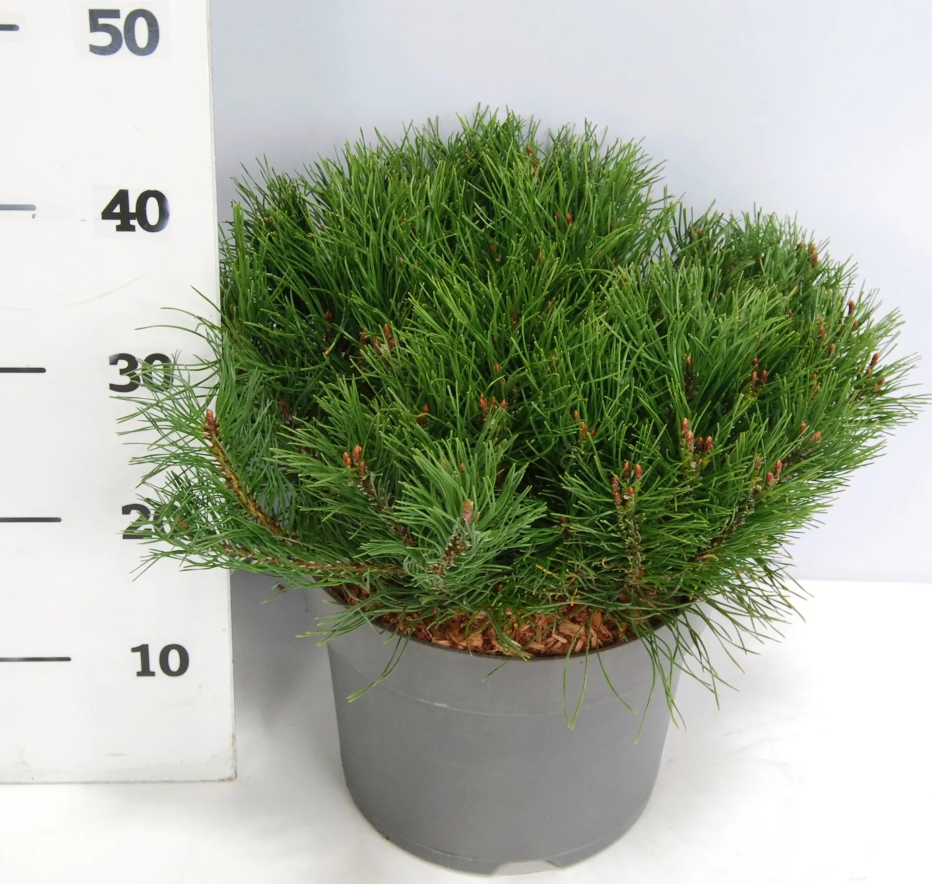 Kääpiövuorimänty 40-50 cm astiataimi 7.5 l ruukku Pinus mugo 'Pumilio'