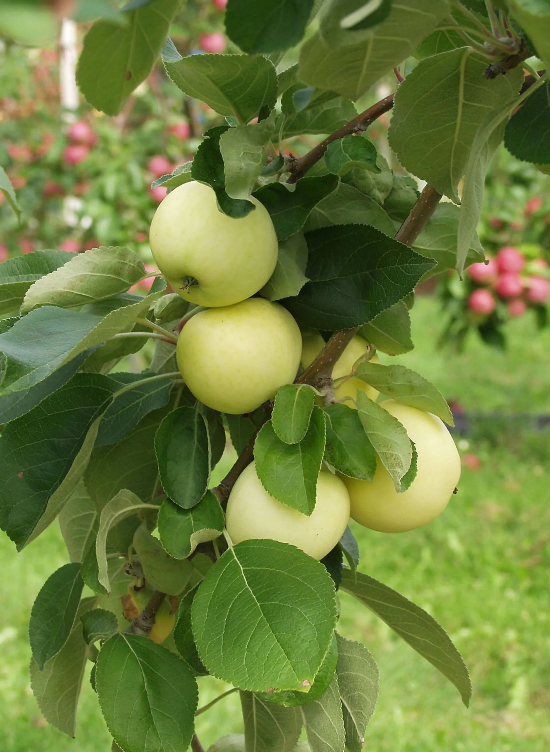 Omenapuu 'Valkeakuulas' astiataimi 7,5l ruukussa