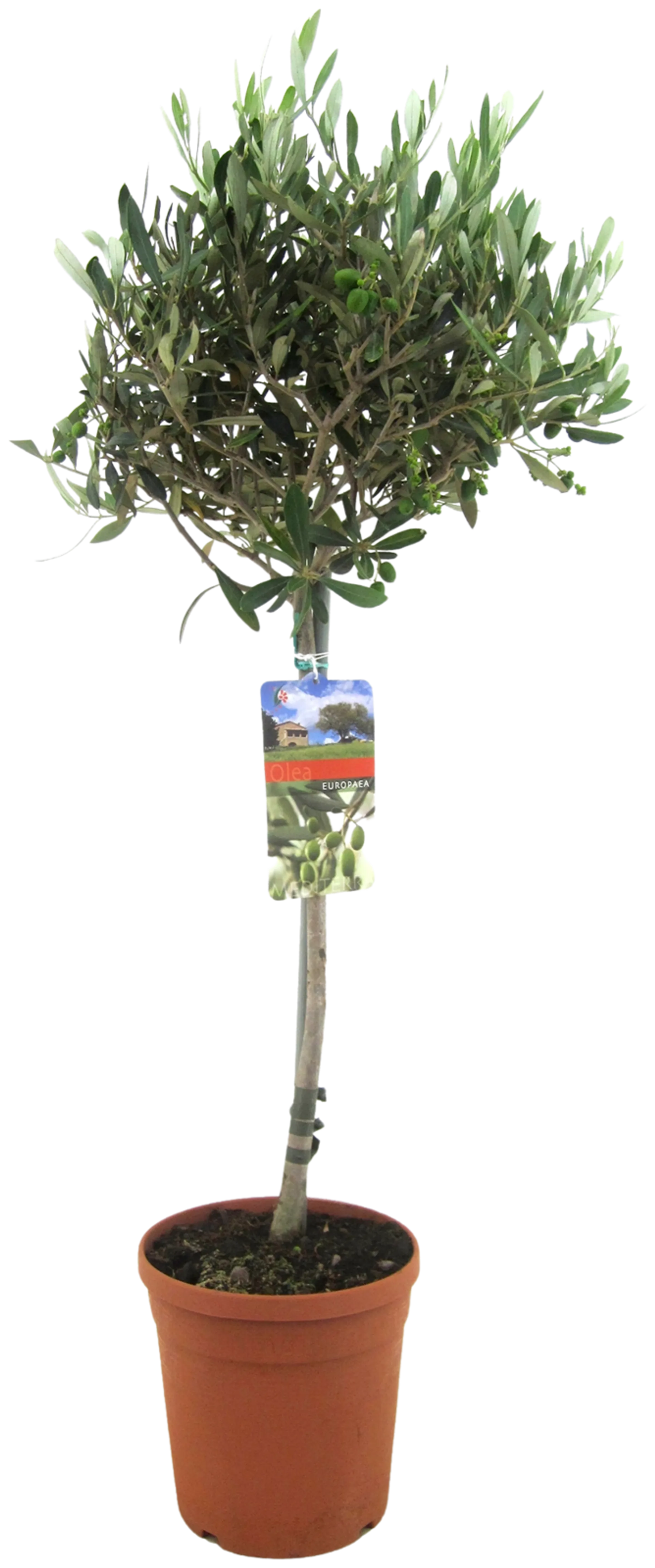 Oliivi Rungollinen 19 cm