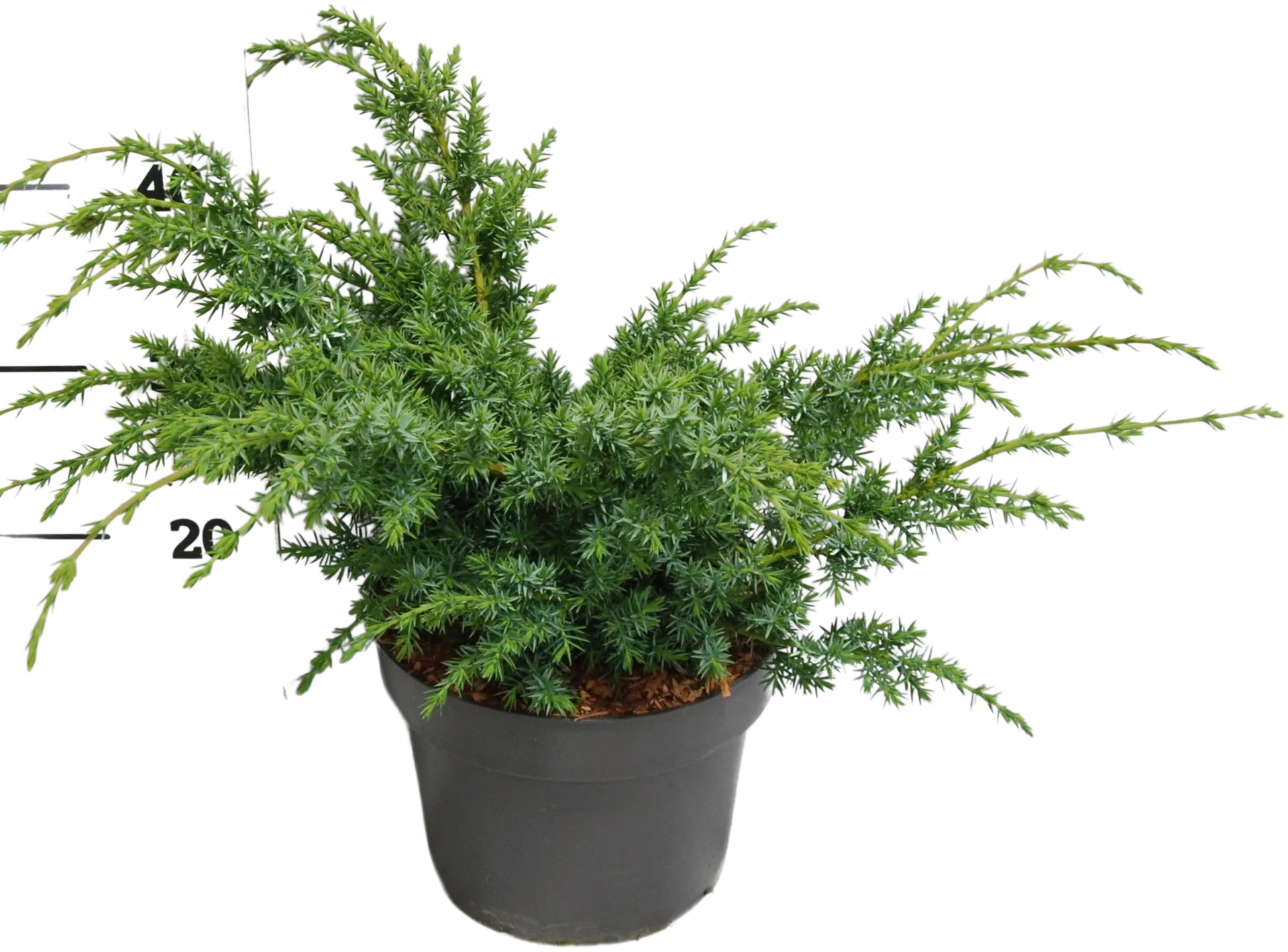 Kiinankataja 'Blue Alps' 40-50 C5 I-III Juniperus chinensis 'Blue Alps'