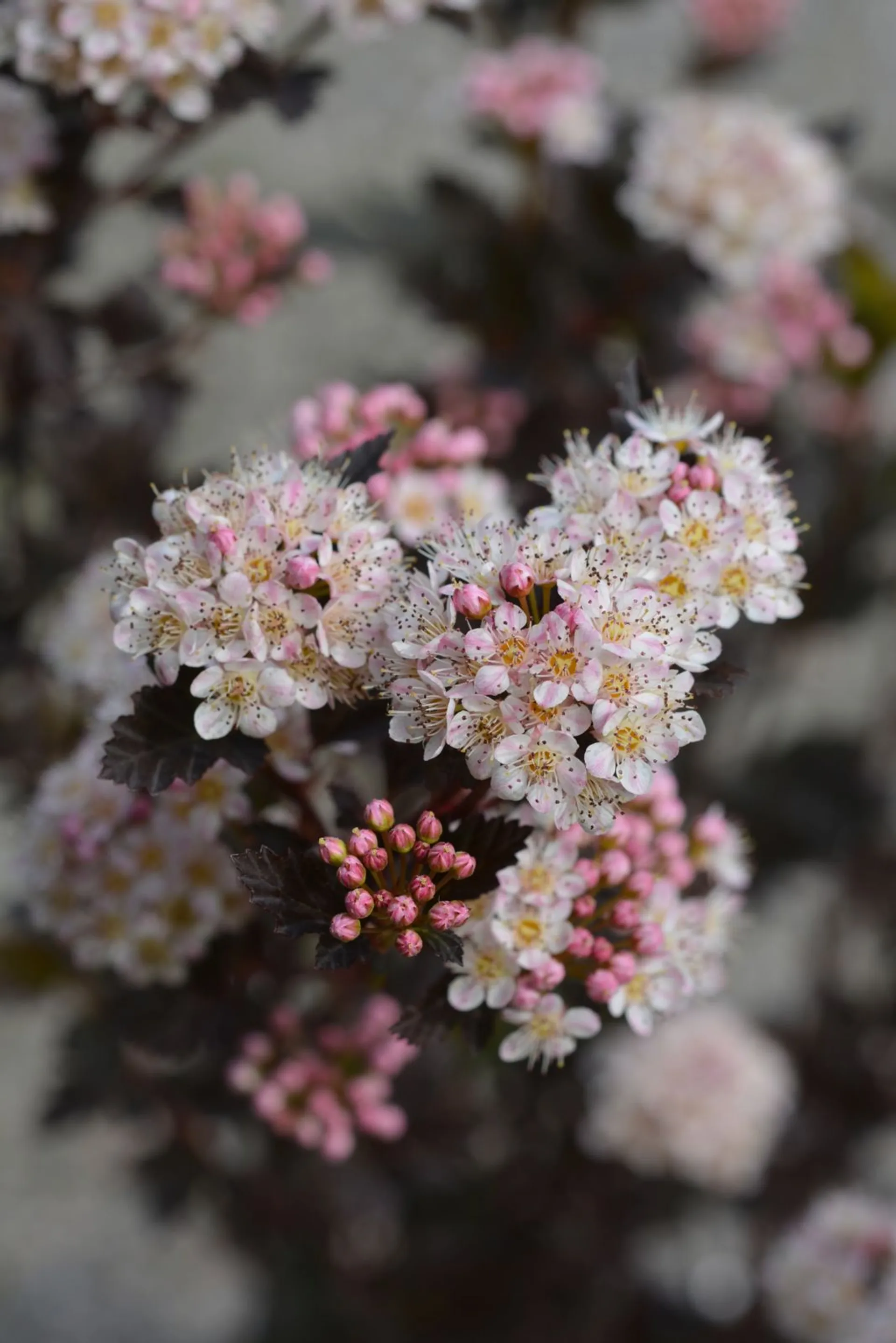 Tiny Wine® purppuraheisiangervo, Physocarpus opulifolius 'SMPOTW' Tiny Wine®, At 3 L - 2