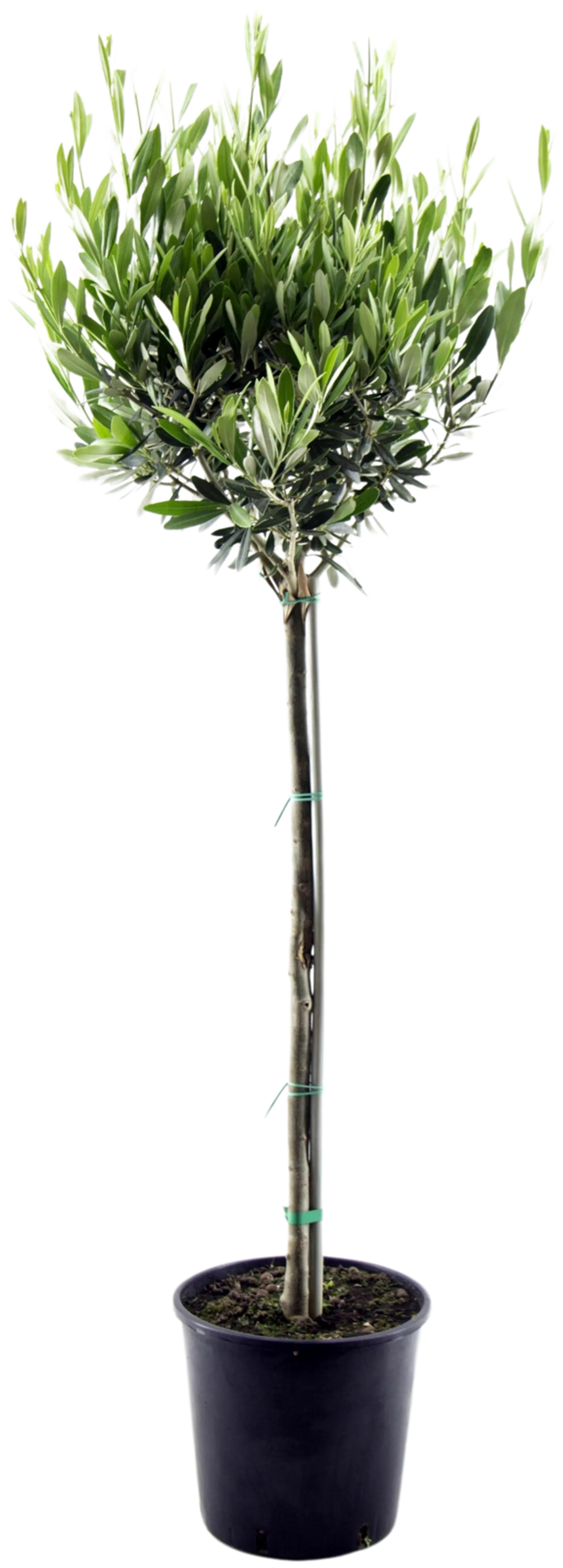 Oliivipuu 20 cm rungollinen 80-100 cm