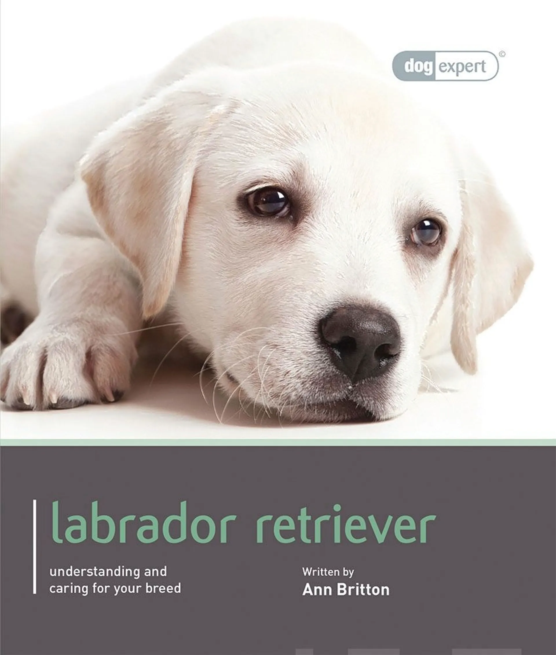 Britton, Labrador - Understanding and caring for your breed