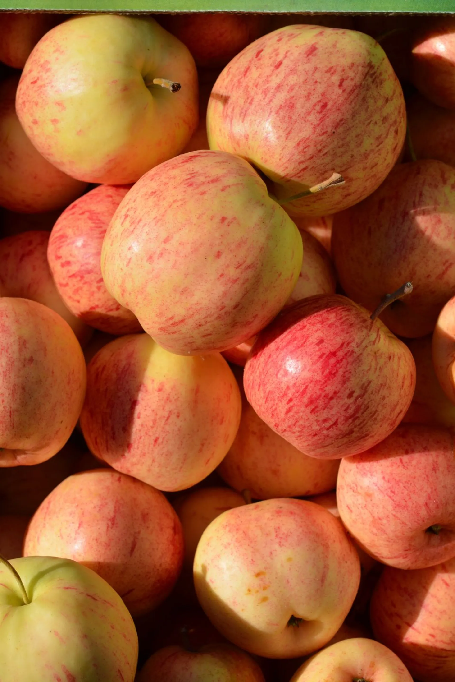 Omenapuu 'Moskovan Päärynäomena' 7,5 l astiataimi Malus domestica 'Moskovan Päärynäomena'