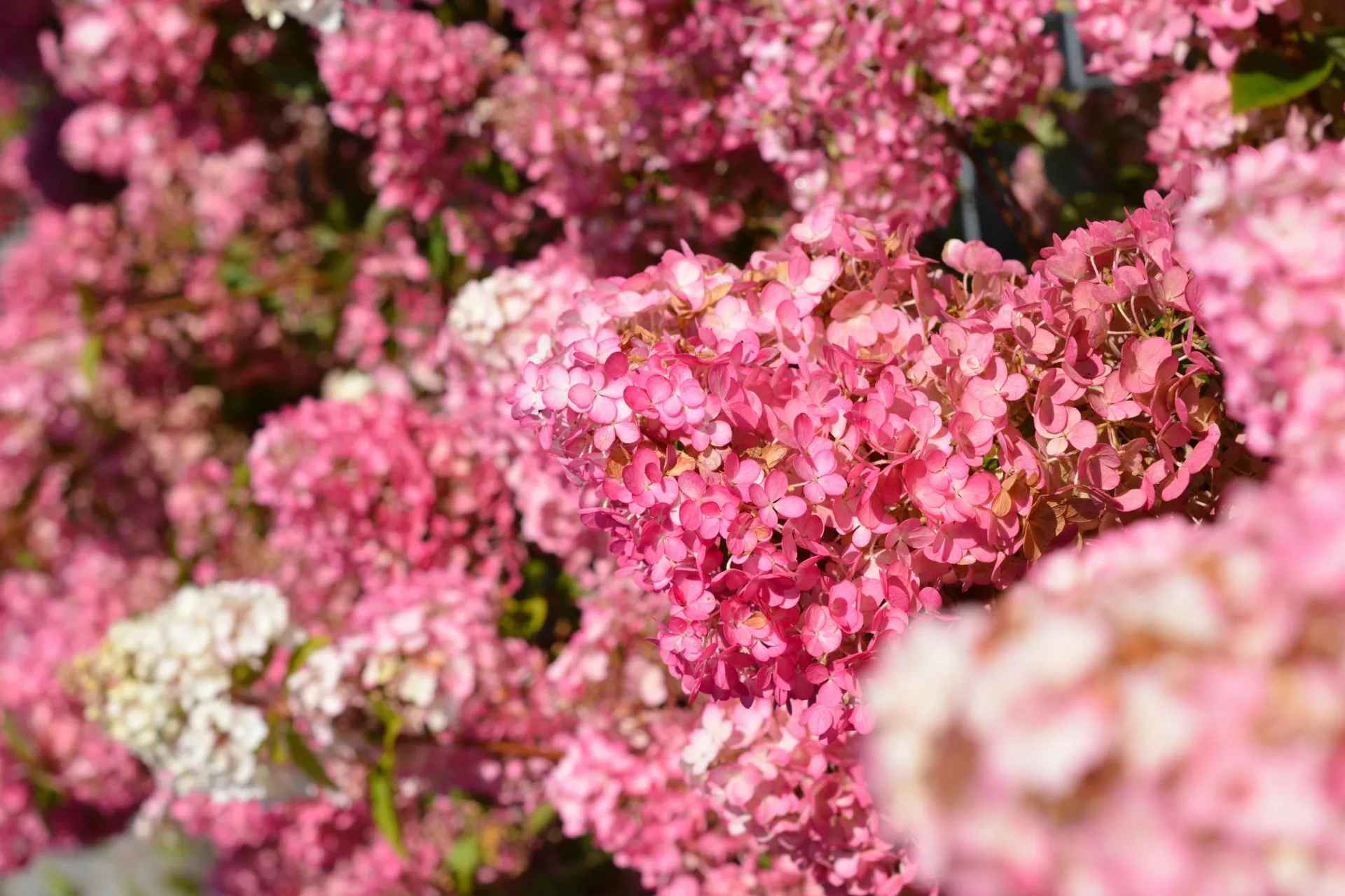 Syyshortensia 'Sundae Fraise', Hydrangea paniculata 'Rensun' Sundae Fraise - 2