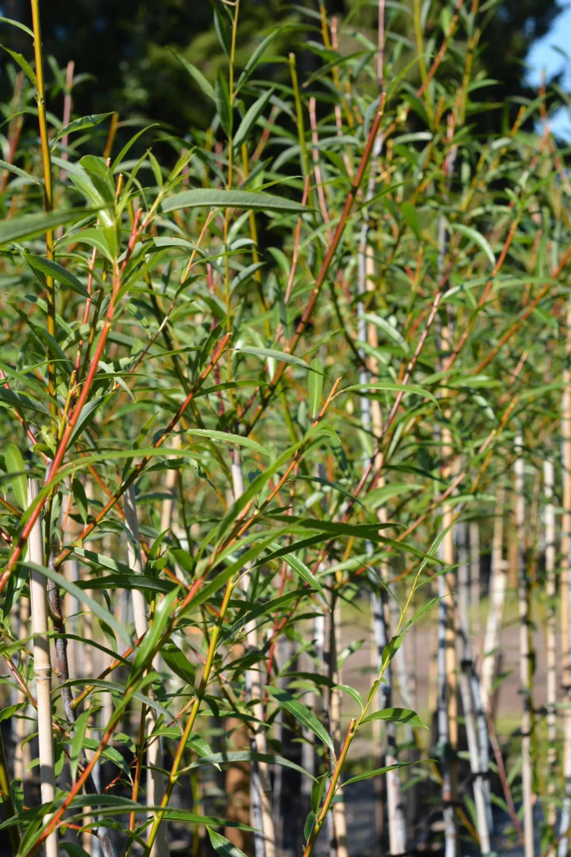 Huurrepaju 150-250 astiataimi Prunus domestica 'Eurazia'
Salix daphnoides subsp. Acutifolia