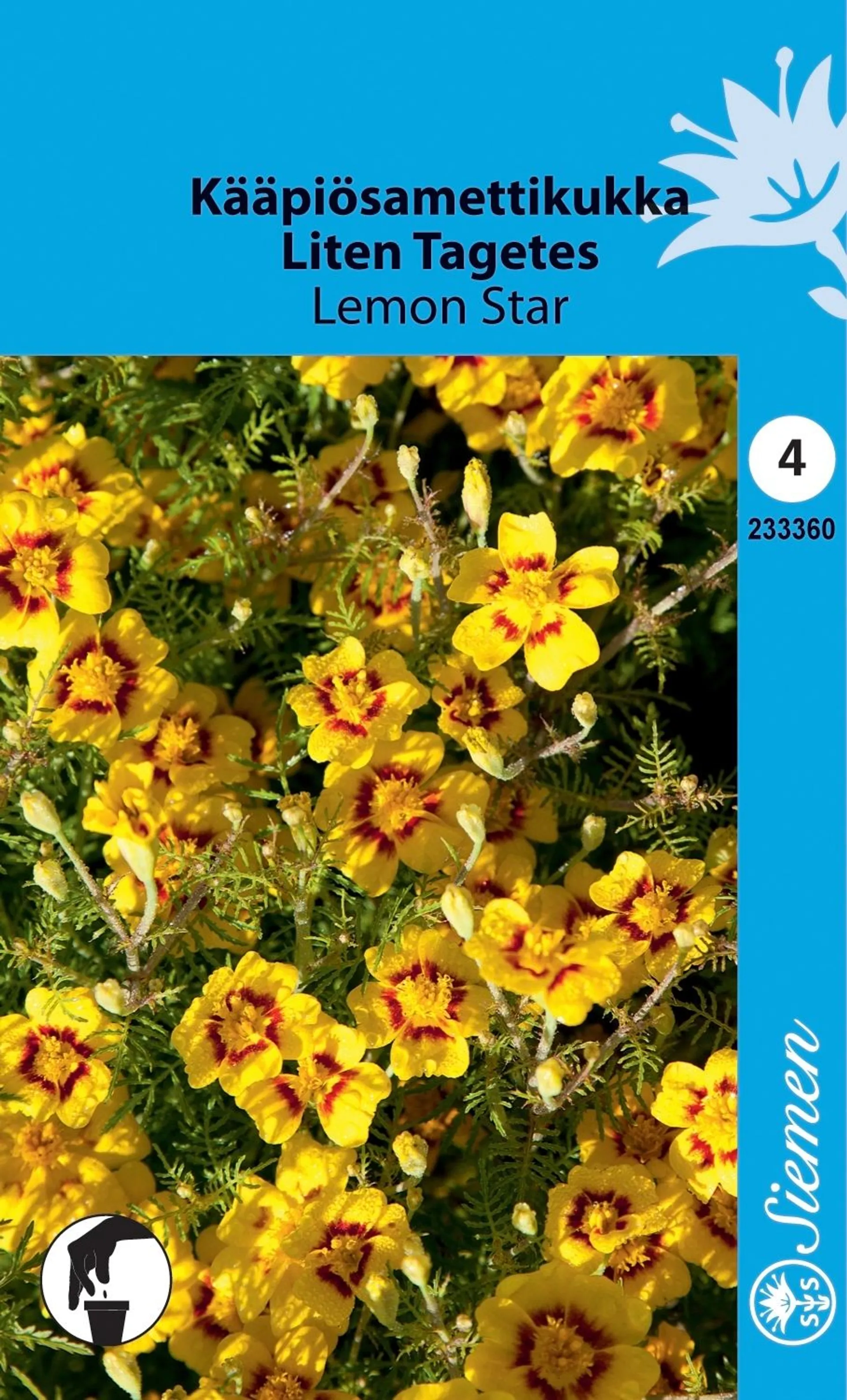 Kääpiösamettikukka Lemon Star