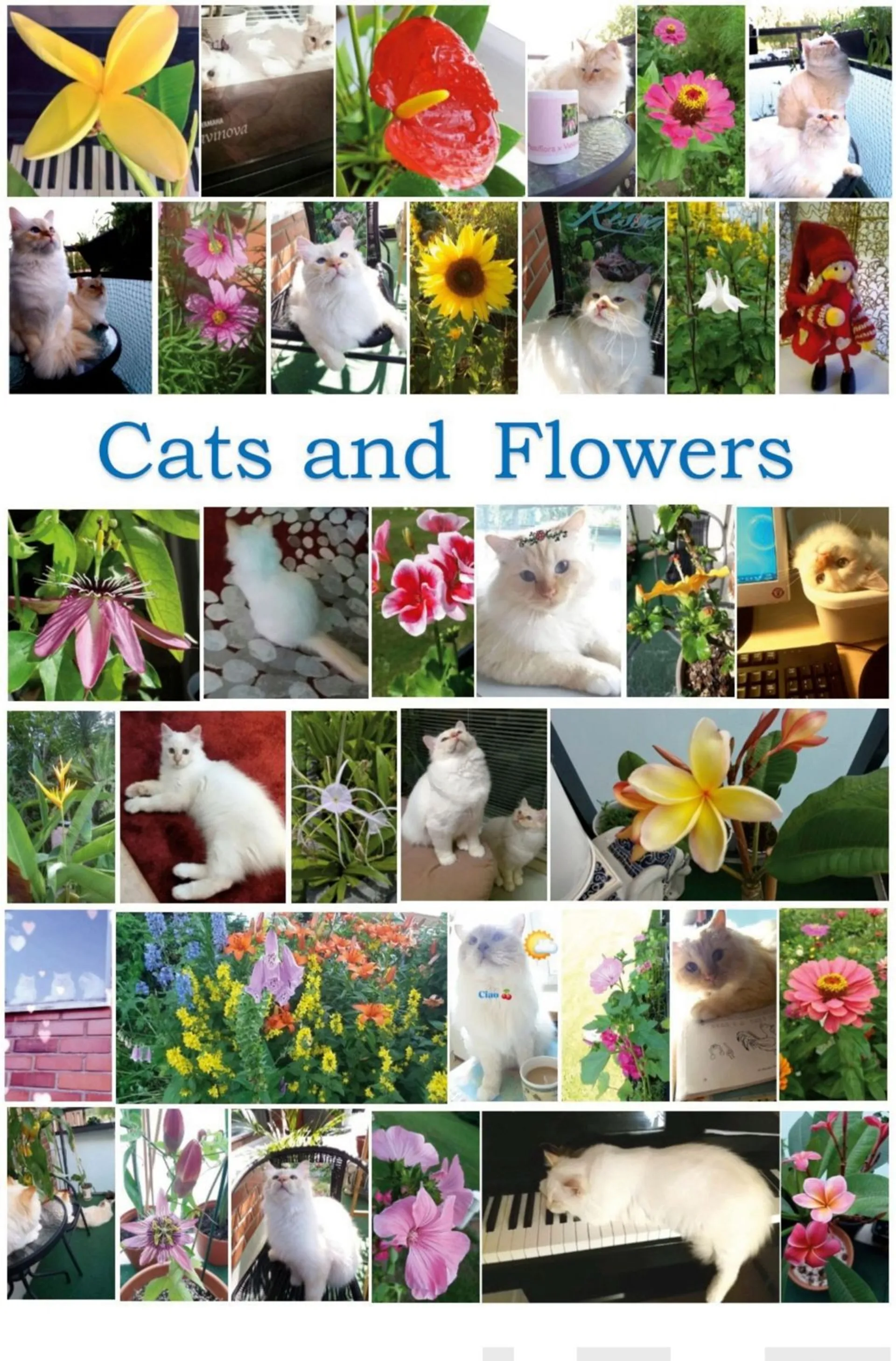 Király, Cats and Flowers - 35 children song games