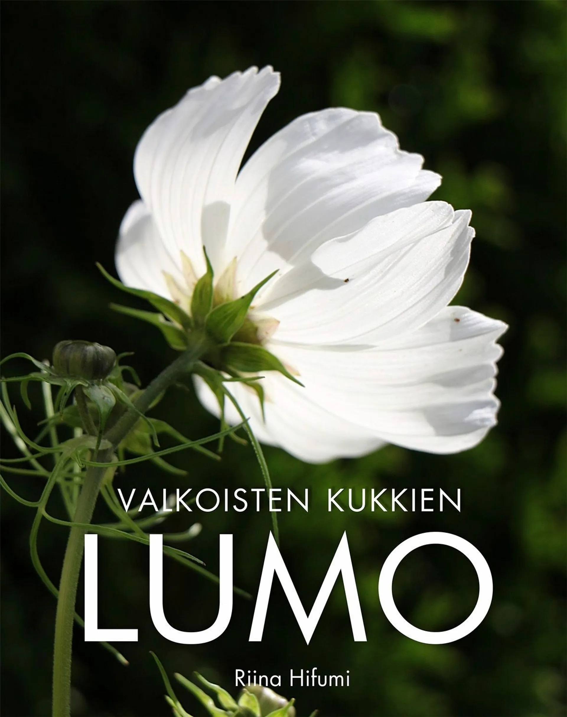 Hifumi, Valkoisten kukkien lumo