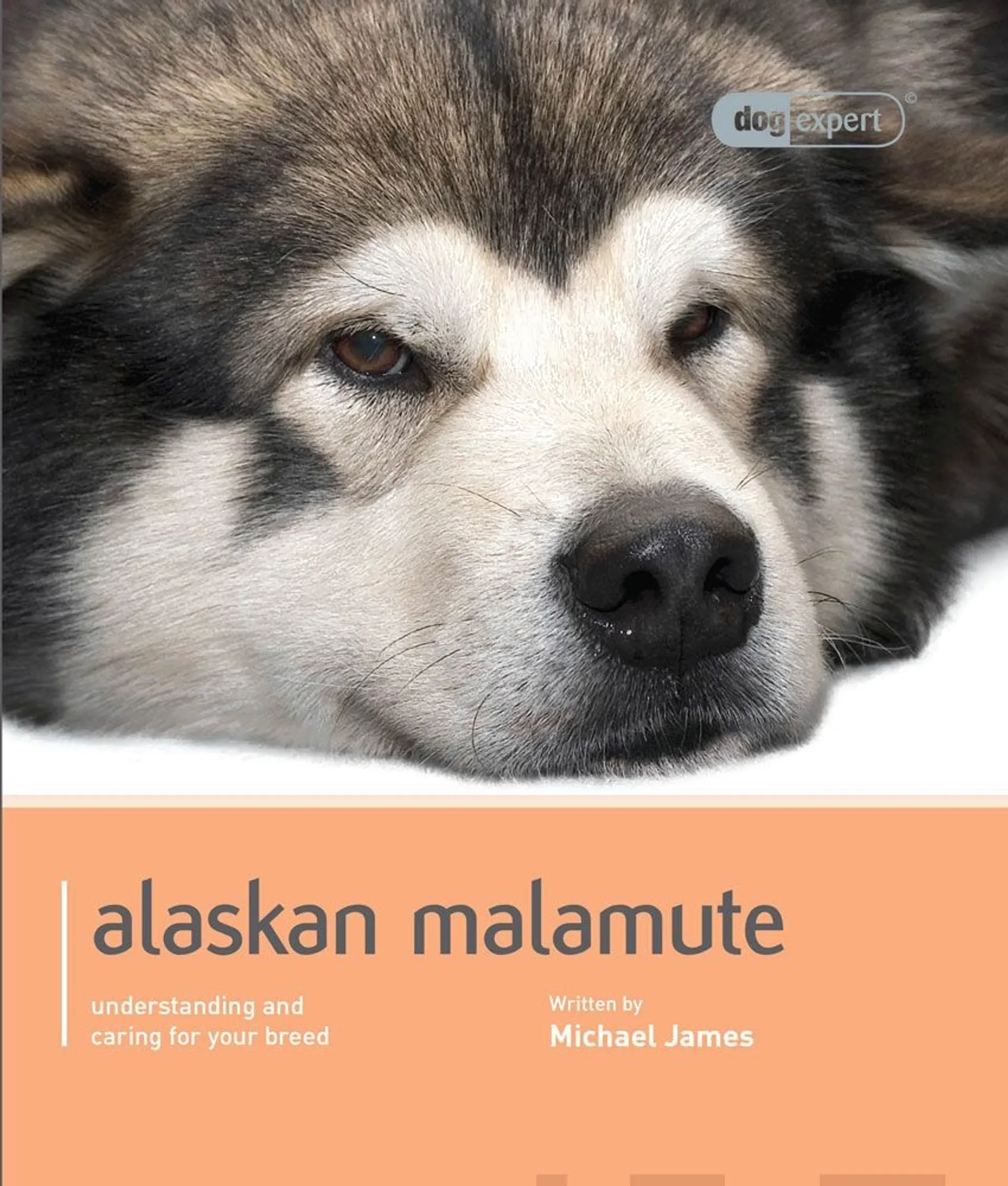 James, Alaskan Malamute - Understanding and caring for your breed