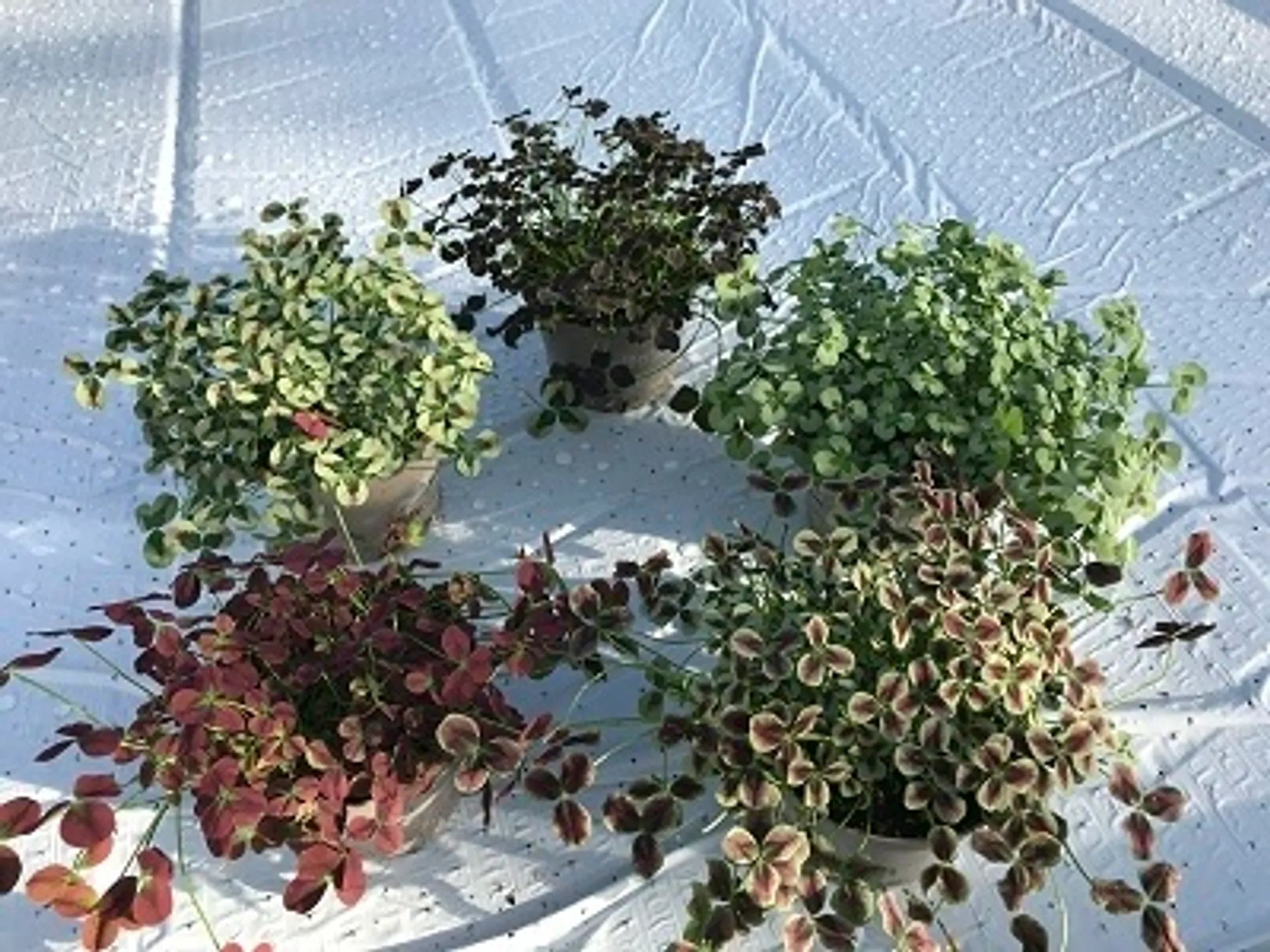 Valkoapila Trifolium repens. Lajikkeina ’Dark Debbie’, ‘Estelle’, ‘Isabella’, ‘Sweet Mike’.