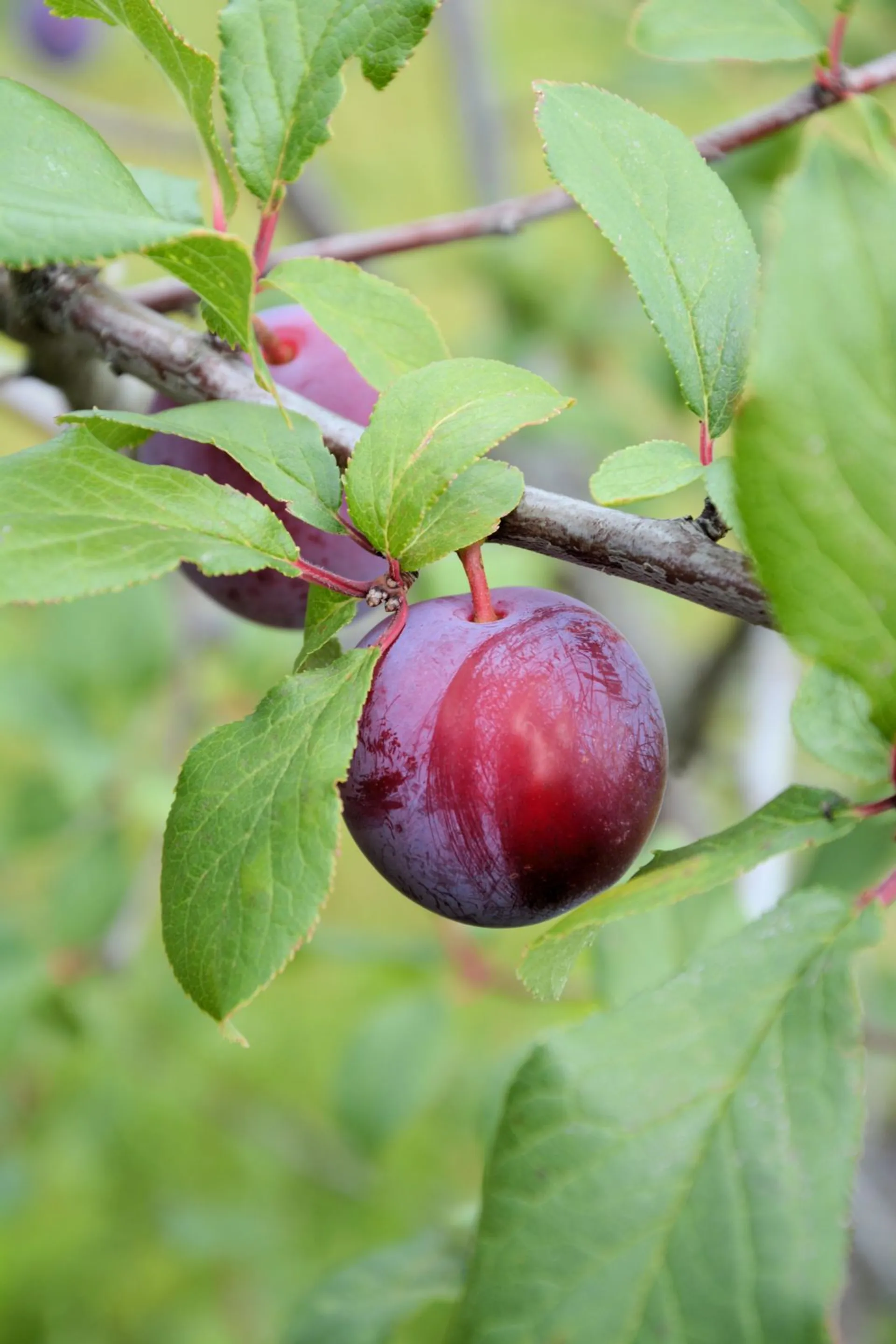 Luumupuu 'Eurazia' 1lk 7,5 l astiataimi Prunus domestica 'Eurazia'