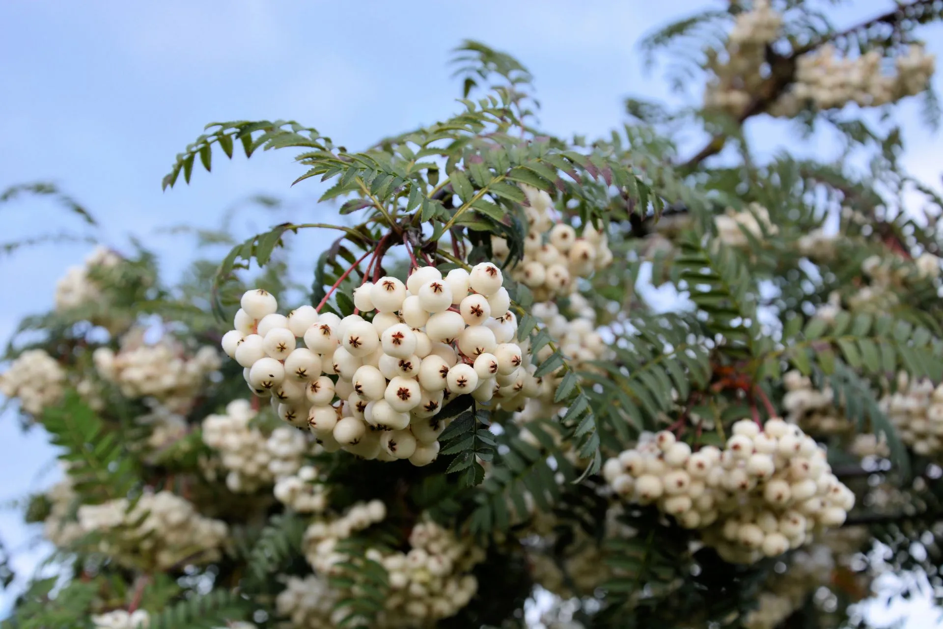 Helmipihlaja monirunkoinen astiataimi 100–150 cm, Sorbus koehneana