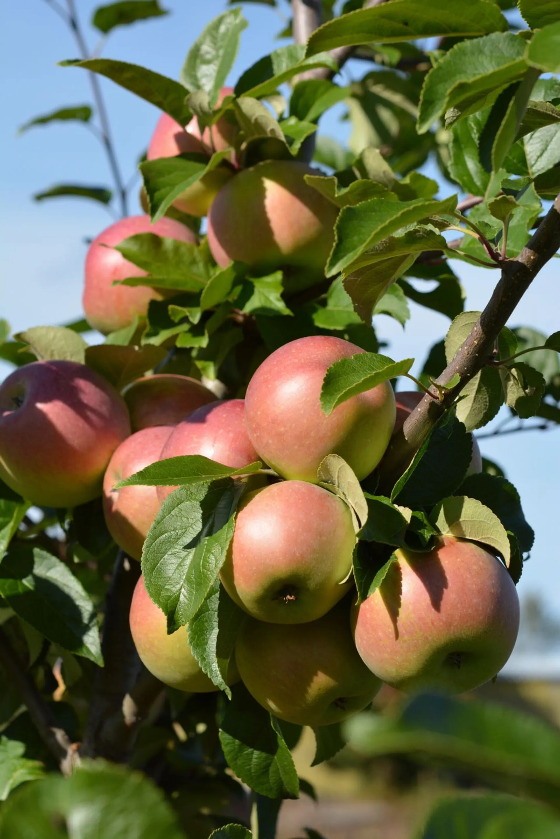 Omenapuu 'Aroma' hillittykasvuinen 1 lk 7,5 l astiataimi Malus domestica 'Aroma'