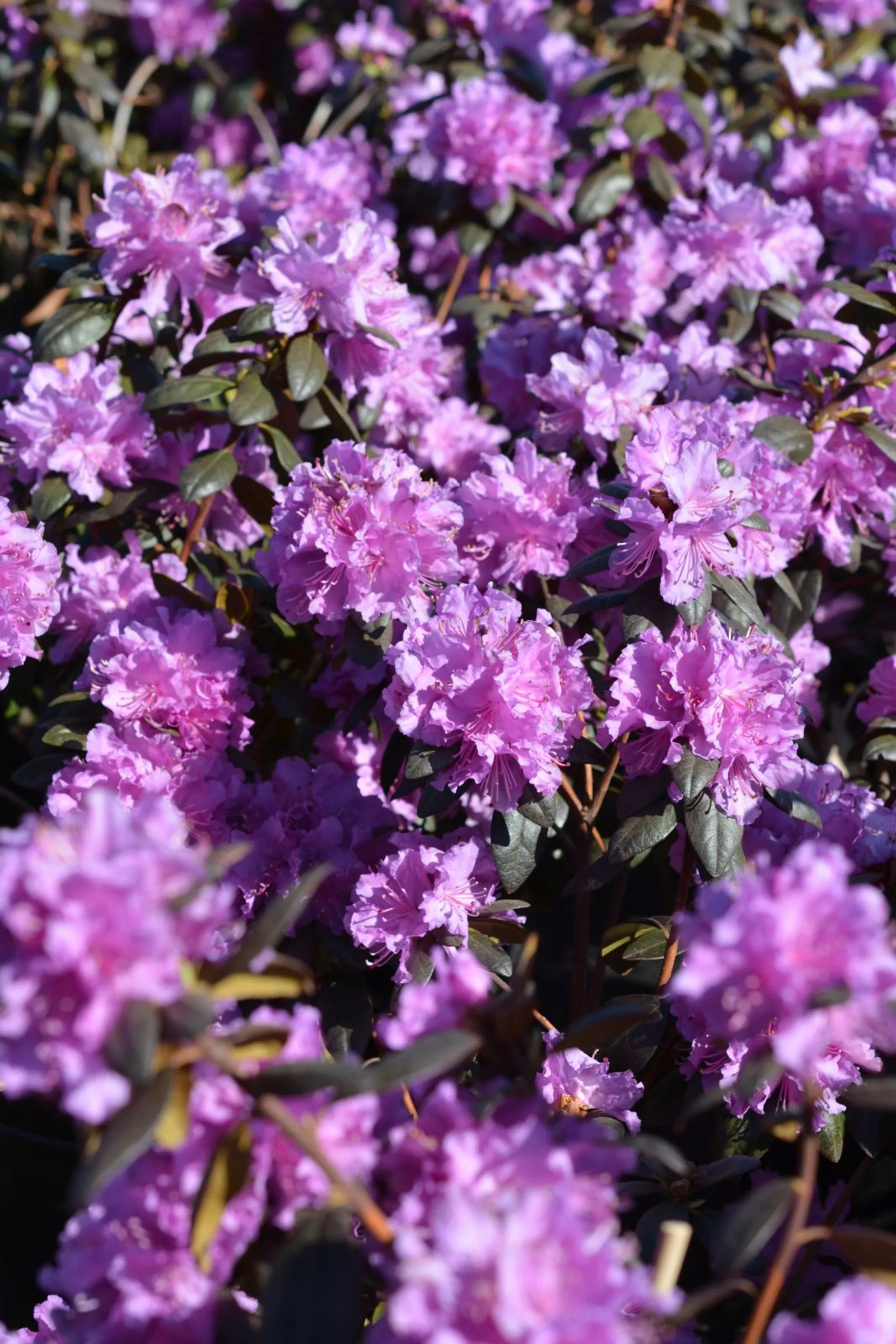 Dahurianalppiruusu 'Kustavi' FinE astiataimi Rhododendron dauricum 'Kustavi' - 1