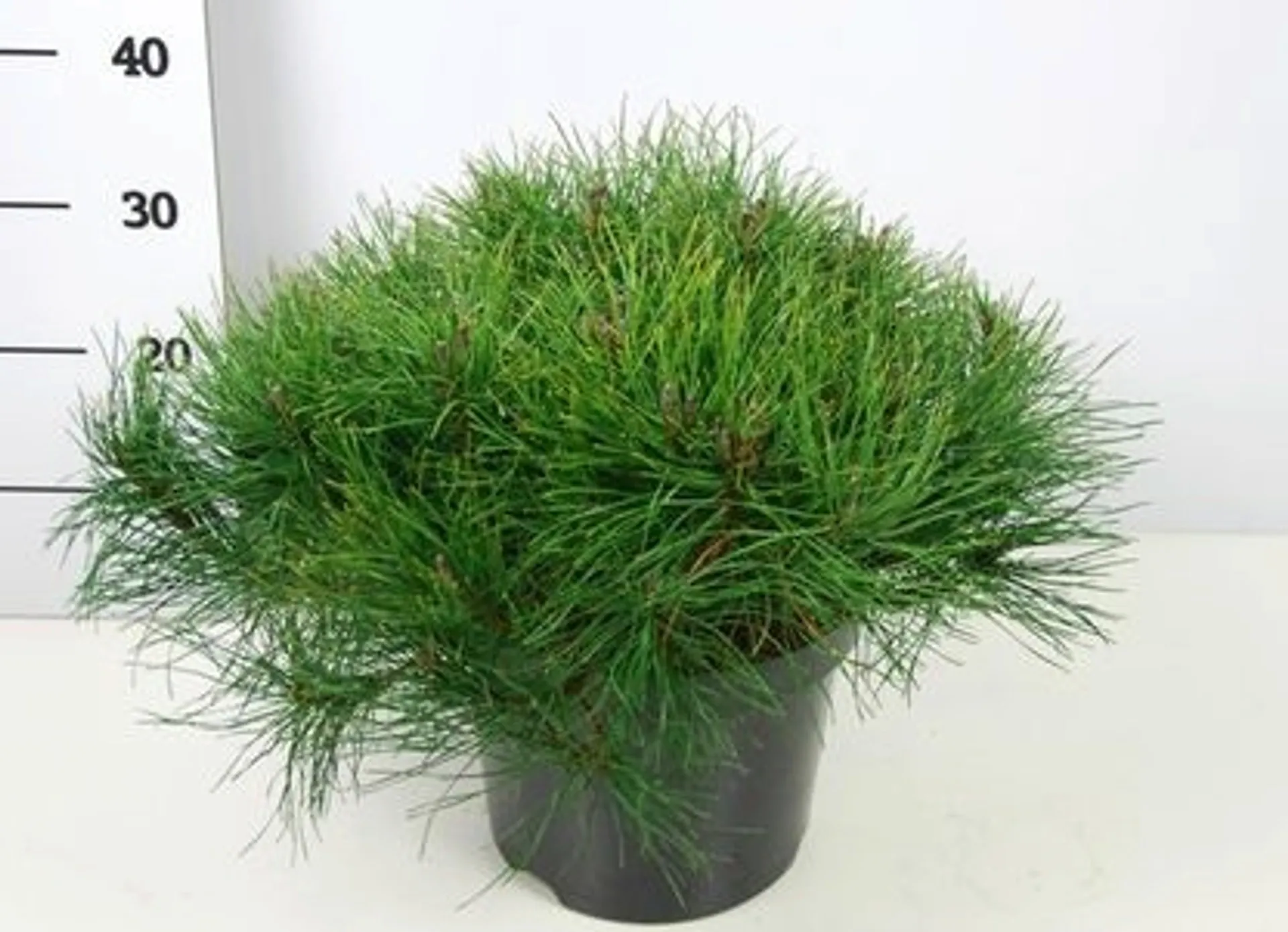 Vuorimänty 40-50 cm 7,5 l ruukussa. Astiataimi. Pinus mugo 'Mughus'