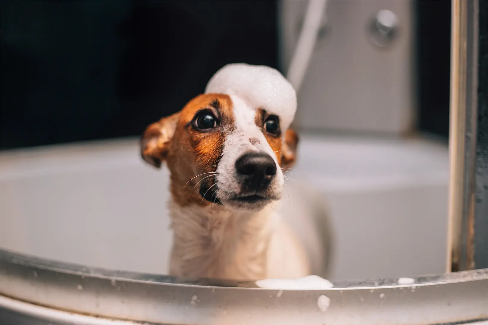 Koira katsoo kameraan.