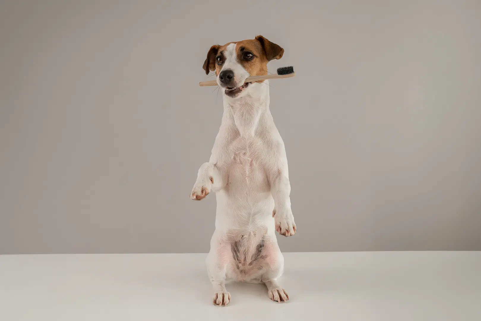 Koira pitää suussaan hammasharjaa