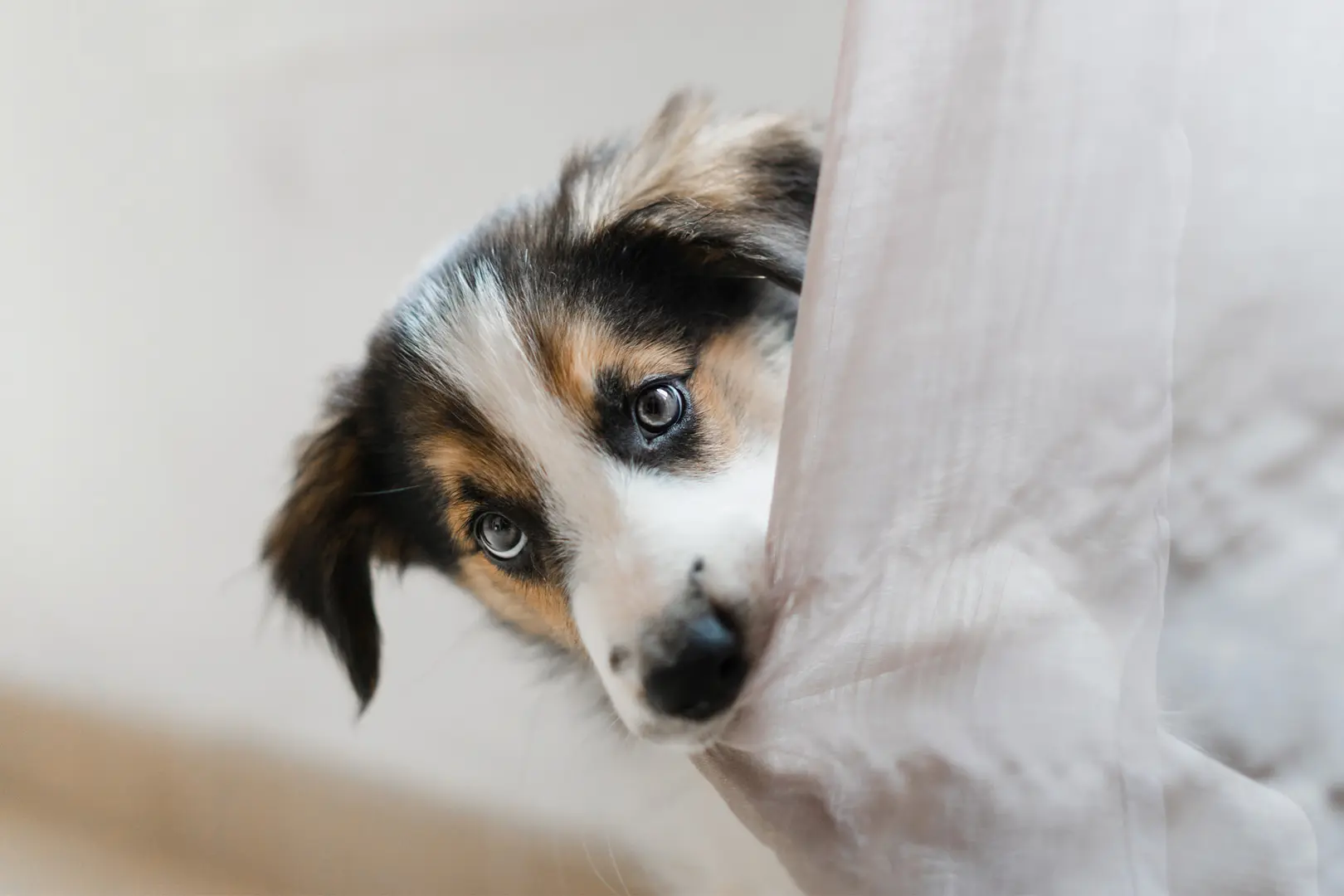 Koira puree lakanoita.