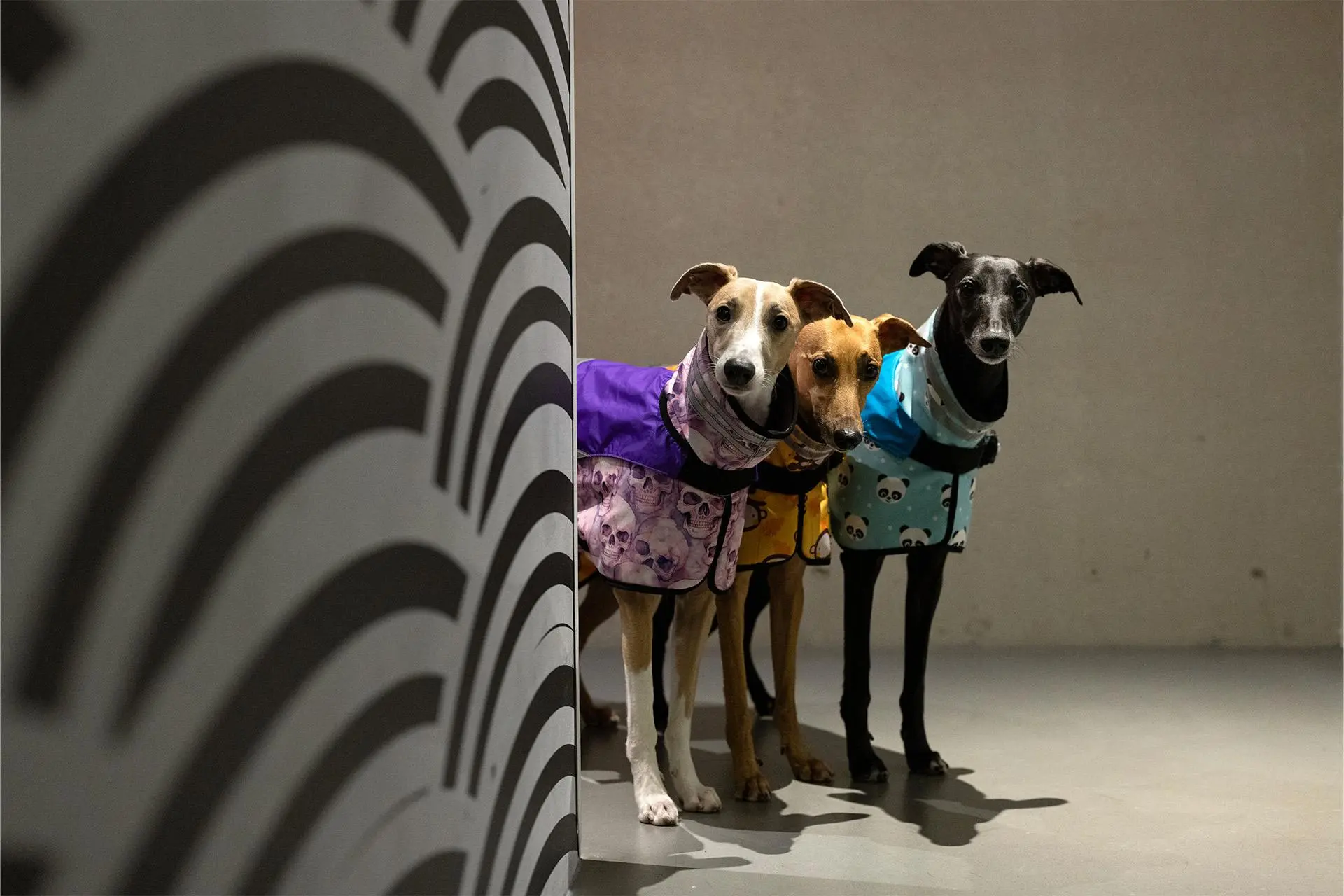 Kolme whippet-rotuista koiraa kurkistaa kulman takaa.