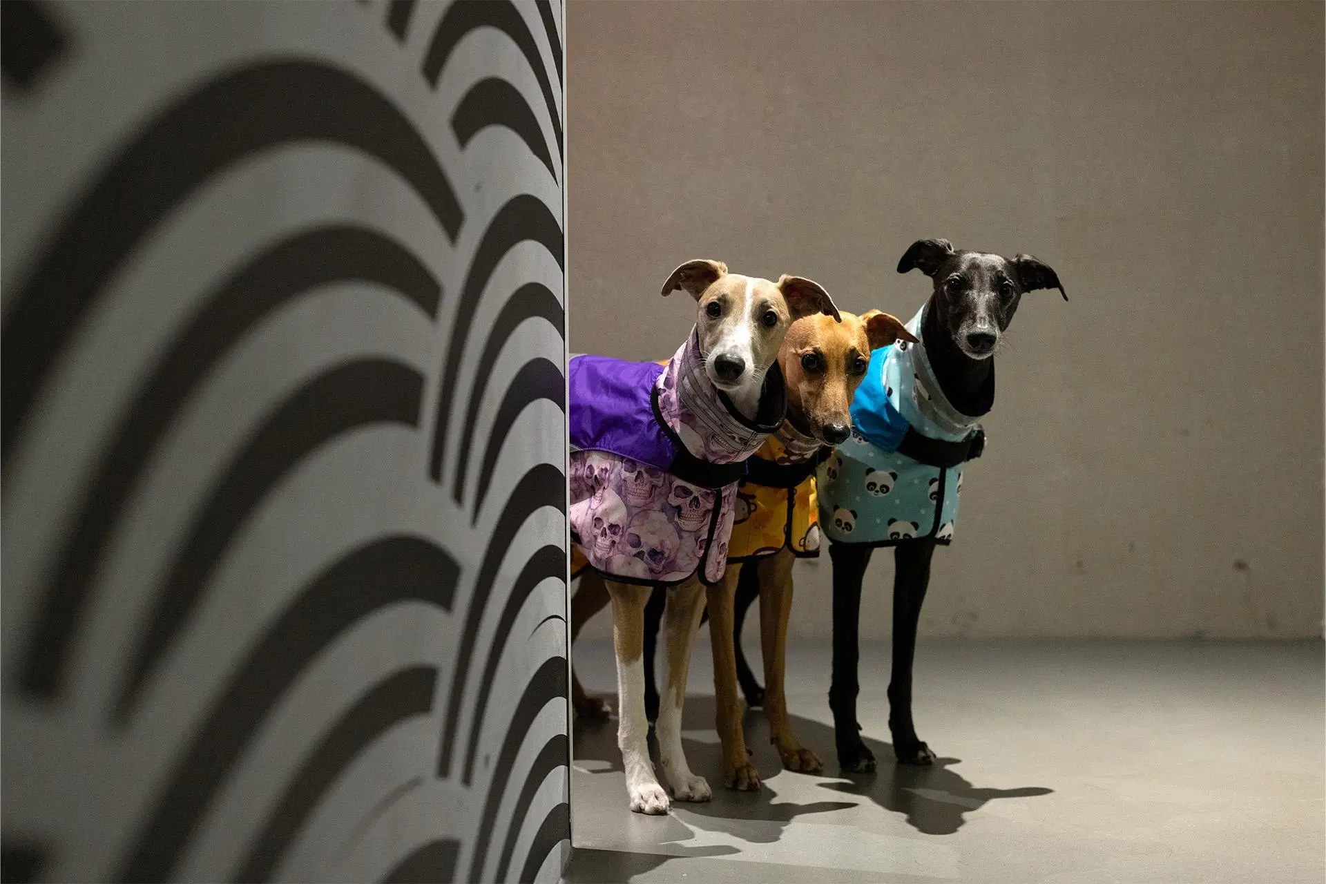 Kolme whippet-rotuista koiraa kurkistaa kulman takaa.