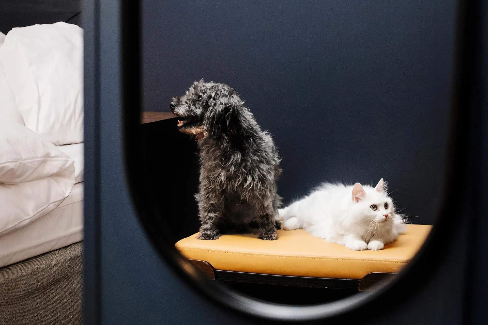 Peilistä heijastuu pörröinen koira ja pitkäkarvainen kissa, jotka loikoilevat penkillä.