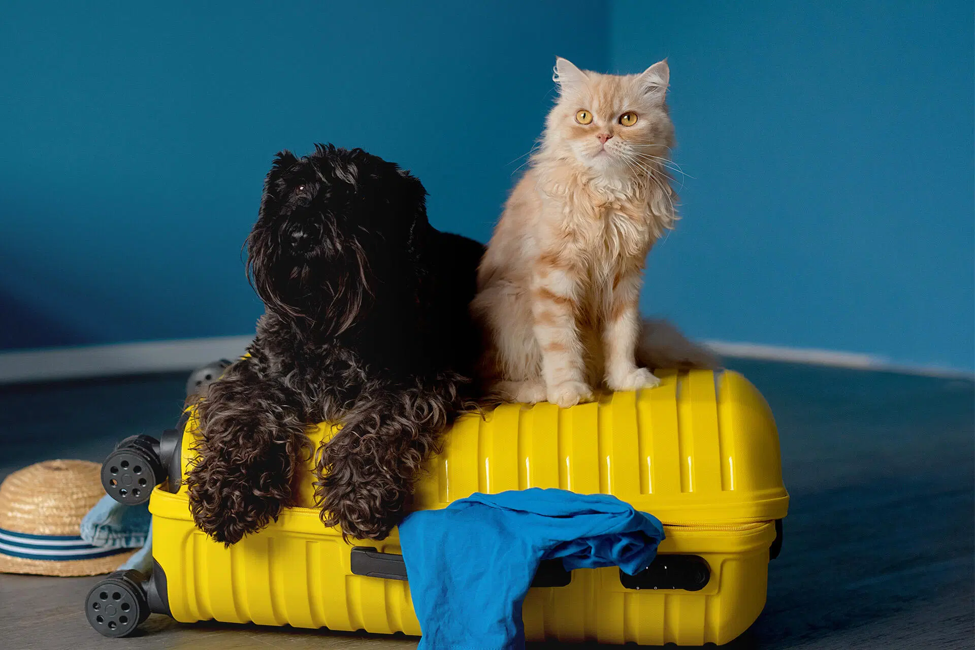 Kissa ja koira matkalaukun päällä.