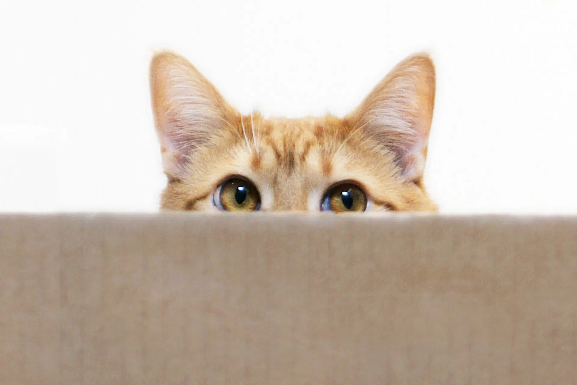 Kissa kurkkii esteen takaa.