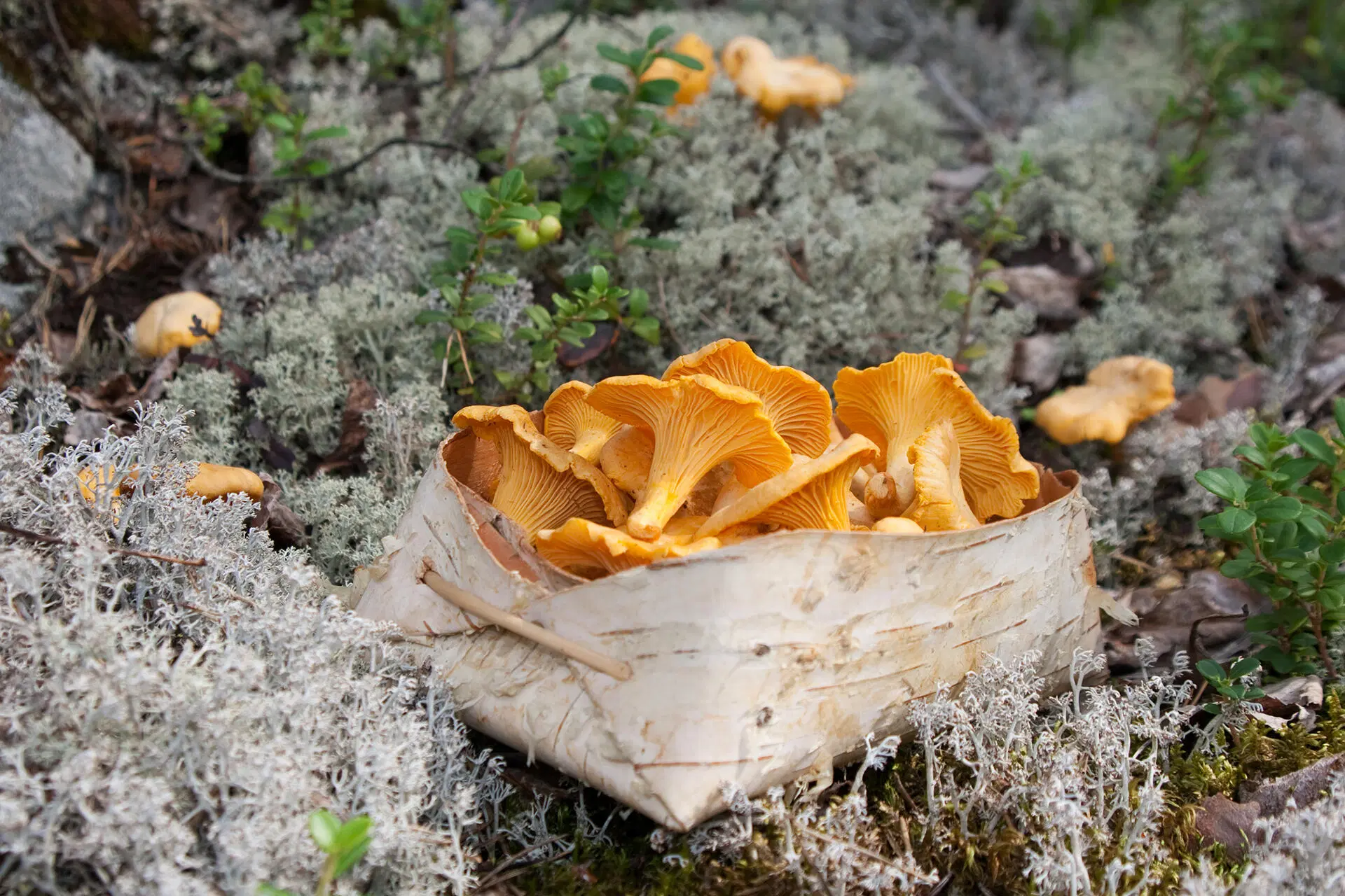 Keltavahverot koivutuohikorissa sammal- ja jäkälämaastossa metsässä.