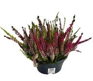 Callunakulho, Calluna vulgaris, Ø 23cm, lajitelma