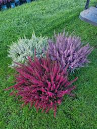Iso callunakulho Ø 27cm, Calluna vulgaris 'Garden Girls', lajitelma