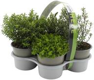 Hebe 4-pack